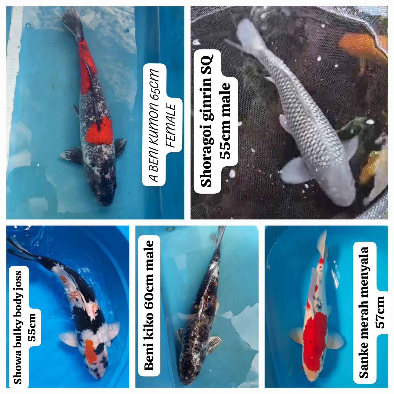 Lelang Koi Online, Jual Beli Ikan Koi, Pasar Koi Terbaik, Agen Lelang Koi, Penawaran Koi Berkualitas, Harga Jual Koi, Lelang Ikan Koi Import, Beli Koi Online, Jual Koi Murah, Koi Showroom, Penjual Koi Terpercaya, Lelang Koi Jakarta, Jual Koi Lokal, Koi Kualitas Unggul, Harga Terbaik Koi, Jual Koi Indukan, Lelang Ikan Hias Koi, Pasar Koi Indonesia, Beli Koi Berkualitas Tinggi, Koi Farm Terbesar, Jual Beli Koi Impor, Lelang Ikan Koi Kualitas Premium, Daftar Harga Koi Terbaru, Pusat Jual Beli Koi, Info Lelang Koi Hari Ini.