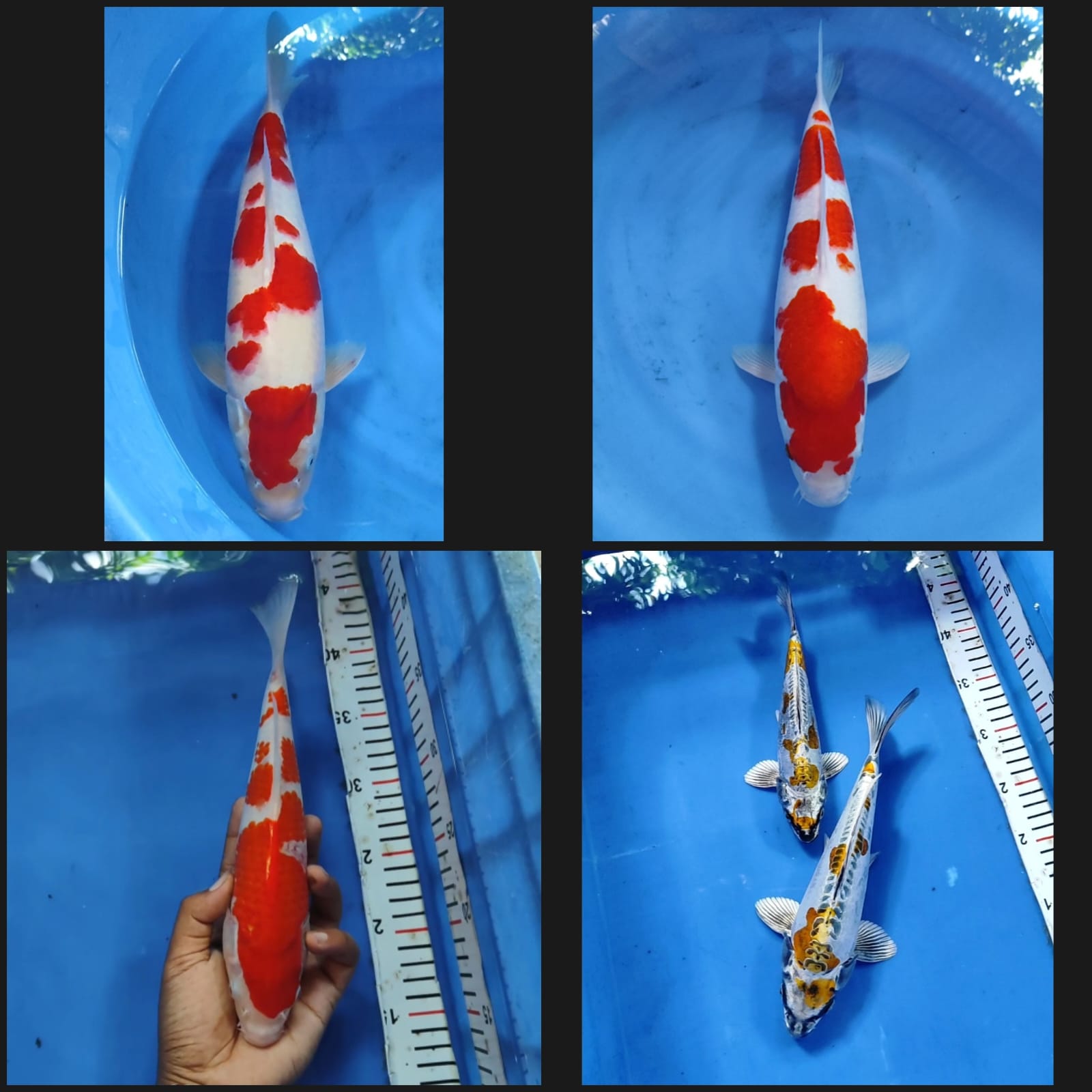 Lelang Koi Online, Jual Beli Ikan Koi, Pasar Koi Terbaik, Agen Lelang Koi, Penawaran Koi Berkualitas, Harga Jual Koi, Lelang Ikan Koi Import, Beli Koi Online, Jual Koi Murah, Koi Showroom, Penjual Koi Terpercaya, Lelang Koi Jakarta, Jual Koi Lokal, Koi Kualitas Unggul, Harga Terbaik Koi, Jual Koi Indukan, Lelang Ikan Hias Koi, Pasar Koi Indonesia, Beli Koi Berkualitas Tinggi, Koi Farm Terbesar, Jual Beli Koi Impor, Lelang Ikan Koi Kualitas Premium, Daftar Harga Koi Terbaru, Pusat Jual Beli Koi, Info Lelang Koi Hari Ini.