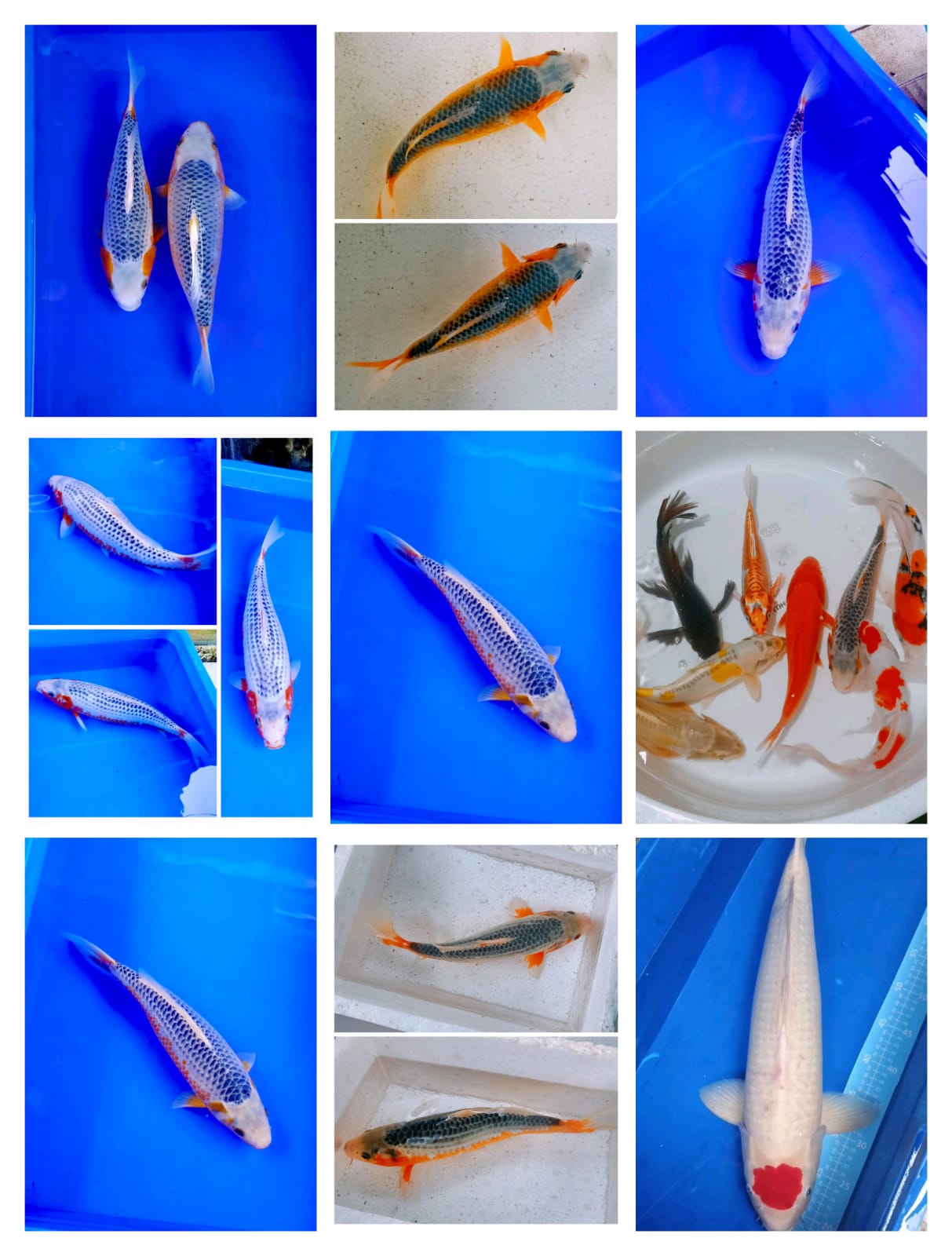 Lelang Koi Online, Jual Beli Ikan Koi, Pasar Koi Terbaik, Agen Lelang Koi, Penawaran Koi Berkualitas, Harga Jual Koi, Lelang Ikan Koi Import, Beli Koi Online, Jual Koi Murah, Koi Showroom, Penjual Koi Terpercaya, Lelang Koi Jakarta, Jual Koi Lokal, Koi Kualitas Unggul, Harga Terbaik Koi, Jual Koi Indukan, Lelang Ikan Hias Koi, Pasar Koi Indonesia, Beli Koi Berkualitas Tinggi, Koi Farm Terbesar, Jual Beli Koi Impor, Lelang Ikan Koi Kualitas Premium, Daftar Harga Koi Terbaru, Pusat Jual Beli Koi, Info Lelang Koi Hari Ini.