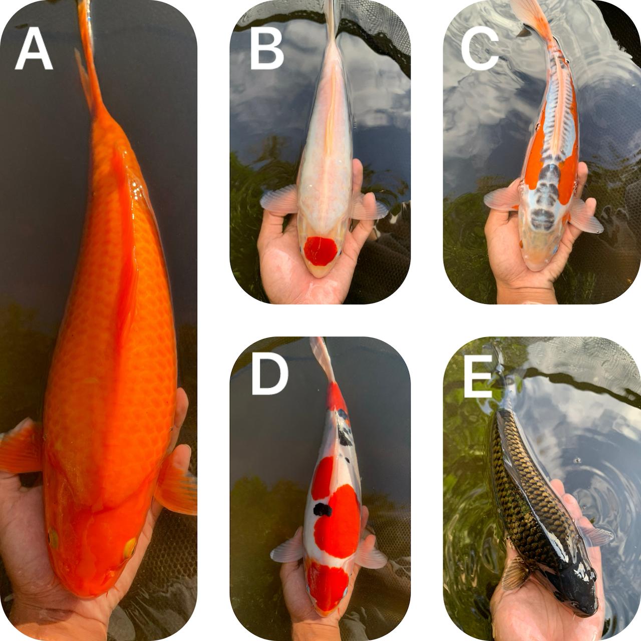Lelang Koi Online, Jual Beli Ikan Koi, Pasar Koi Terbaik, Agen Lelang Koi, Penawaran Koi Berkualitas, Harga Jual Koi, Lelang Ikan Koi Import, Beli Koi Online, Jual Koi Murah, Koi Showroom, Penjual Koi Terpercaya, Lelang Koi Jakarta, Jual Koi Lokal, Koi Kualitas Unggul, Harga Terbaik Koi, Jual Koi Indukan, Lelang Ikan Hias Koi, Pasar Koi Indonesia, Beli Koi Berkualitas Tinggi, Koi Farm Terbesar, Jual Beli Koi Impor, Lelang Ikan Koi Kualitas Premium, Daftar Harga Koi Terbaru, Pusat Jual Beli Koi, Info Lelang Koi Hari Ini.