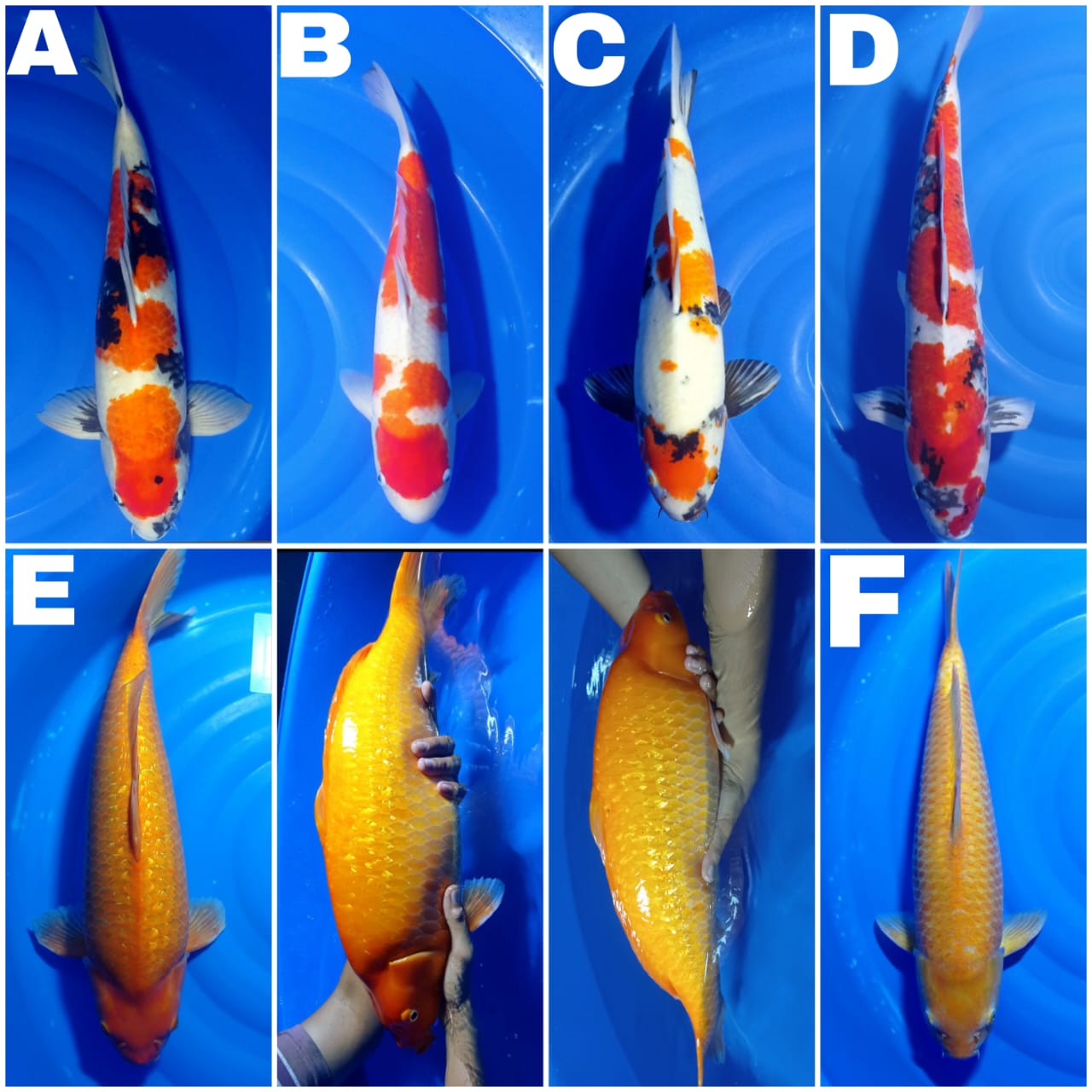 Lelang Koi Online, Jual Beli Ikan Koi, Pasar Koi Terbaik, Agen Lelang Koi, Penawaran Koi Berkualitas, Harga Jual Koi, Lelang Ikan Koi Import, Beli Koi Online, Jual Koi Murah, Koi Showroom, Penjual Koi Terpercaya, Lelang Koi Jakarta, Jual Koi Lokal, Koi Kualitas Unggul, Harga Terbaik Koi, Jual Koi Indukan, Lelang Ikan Hias Koi, Pasar Koi Indonesia, Beli Koi Berkualitas Tinggi, Koi Farm Terbesar, Jual Beli Koi Impor, Lelang Ikan Koi Kualitas Premium, Daftar Harga Koi Terbaru, Pusat Jual Beli Koi, Info Lelang Koi Hari Ini.