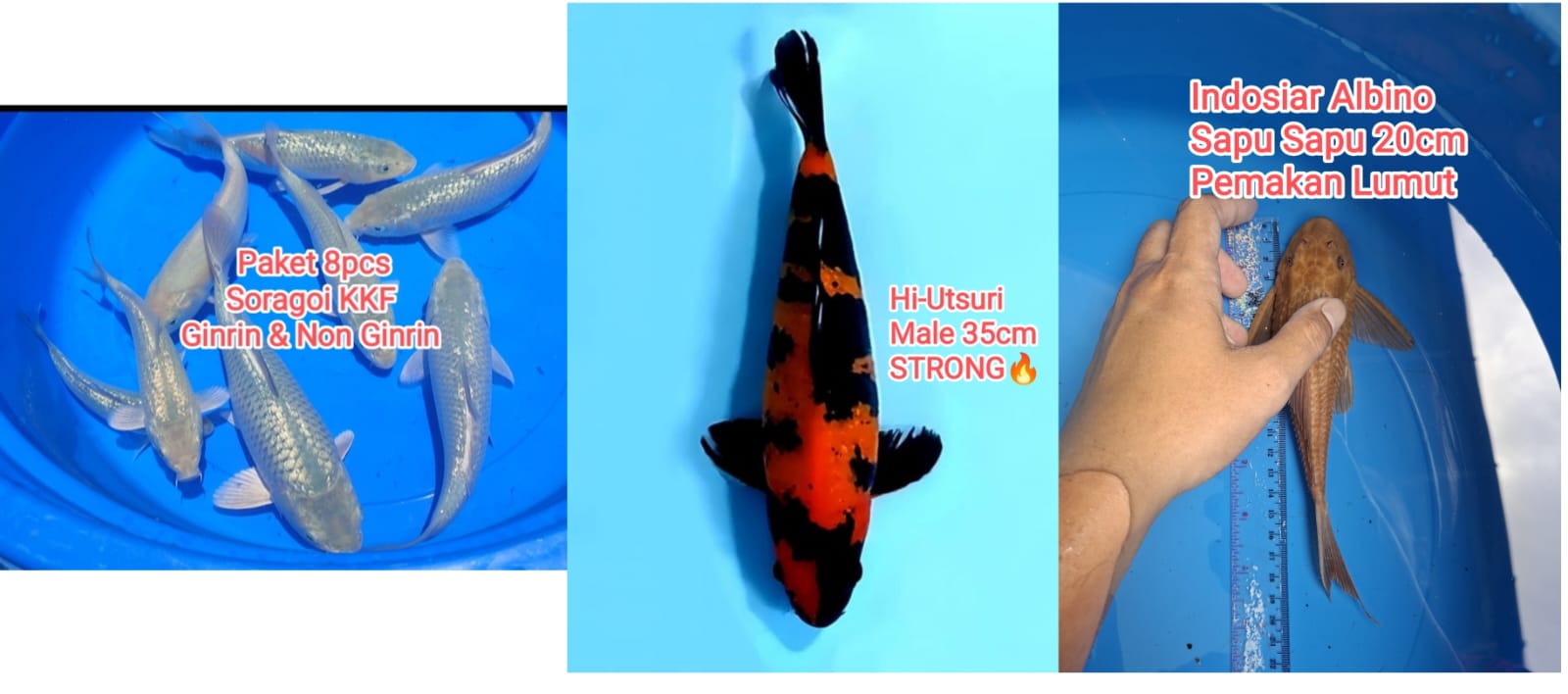 Lelang Koi Online, Jual Beli Ikan Koi, Pasar Koi Terbaik, Agen Lelang Koi, Penawaran Koi Berkualitas, Harga Jual Koi, Lelang Ikan Koi Import, Beli Koi Online, Jual Koi Murah, Koi Showroom, Penjual Koi Terpercaya, Lelang Koi Jakarta, Jual Koi Lokal, Koi Kualitas Unggul, Harga Terbaik Koi, Jual Koi Indukan, Lelang Ikan Hias Koi, Pasar Koi Indonesia, Beli Koi Berkualitas Tinggi, Koi Farm Terbesar, Jual Beli Koi Impor, Lelang Ikan Koi Kualitas Premium, Daftar Harga Koi Terbaru, Pusat Jual Beli Koi, Info Lelang Koi Hari Ini.