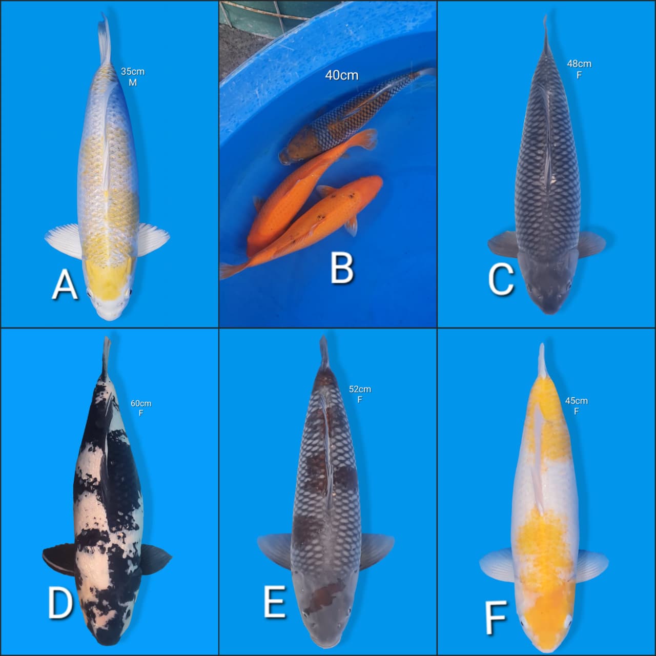 Lelang Koi Online, Jual Beli Ikan Koi, Pasar Koi Terbaik, Agen Lelang Koi, Penawaran Koi Berkualitas, Harga Jual Koi, Lelang Ikan Koi Import, Beli Koi Online, Jual Koi Murah, Koi Showroom, Penjual Koi Terpercaya, Lelang Koi Jakarta, Jual Koi Lokal, Koi Kualitas Unggul, Harga Terbaik Koi, Jual Koi Indukan, Lelang Ikan Hias Koi, Pasar Koi Indonesia, Beli Koi Berkualitas Tinggi, Koi Farm Terbesar, Jual Beli Koi Impor, Lelang Ikan Koi Kualitas Premium, Daftar Harga Koi Terbaru, Pusat Jual Beli Koi, Info Lelang Koi Hari Ini.