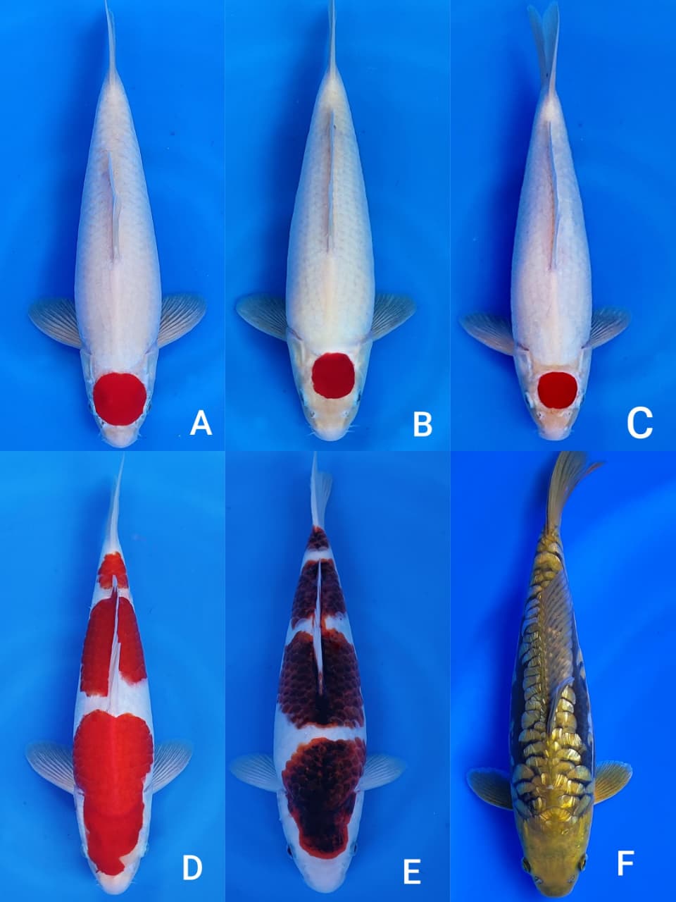 Lelang Koi Online, Jual Beli Ikan Koi, Pasar Koi Terbaik, Agen Lelang Koi, Penawaran Koi Berkualitas, Harga Jual Koi, Lelang Ikan Koi Import, Beli Koi Online, Jual Koi Murah, Koi Showroom, Penjual Koi Terpercaya, Lelang Koi Jakarta, Jual Koi Lokal, Koi Kualitas Unggul, Harga Terbaik Koi, Jual Koi Indukan, Lelang Ikan Hias Koi, Pasar Koi Indonesia, Beli Koi Berkualitas Tinggi, Koi Farm Terbesar, Jual Beli Koi Impor, Lelang Ikan Koi Kualitas Premium, Daftar Harga Koi Terbaru, Pusat Jual Beli Koi, Info Lelang Koi Hari Ini.