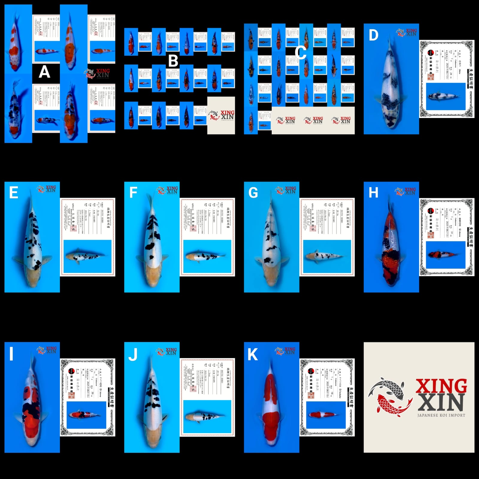 Lelang Koi Online, Jual Beli Ikan Koi, Pasar Koi Terbaik, Agen Lelang Koi, Penawaran Koi Berkualitas, Harga Jual Koi, Lelang Ikan Koi Import, Beli Koi Online, Jual Koi Murah, Koi Showroom, Penjual Koi Terpercaya, Lelang Koi Jakarta, Jual Koi Lokal, Koi Kualitas Unggul, Harga Terbaik Koi, Jual Koi Indukan, Lelang Ikan Hias Koi, Pasar Koi Indonesia, Beli Koi Berkualitas Tinggi, Koi Farm Terbesar, Jual Beli Koi Impor, Lelang Ikan Koi Kualitas Premium, Daftar Harga Koi Terbaru, Pusat Jual Beli Koi, Info Lelang Koi Hari Ini.