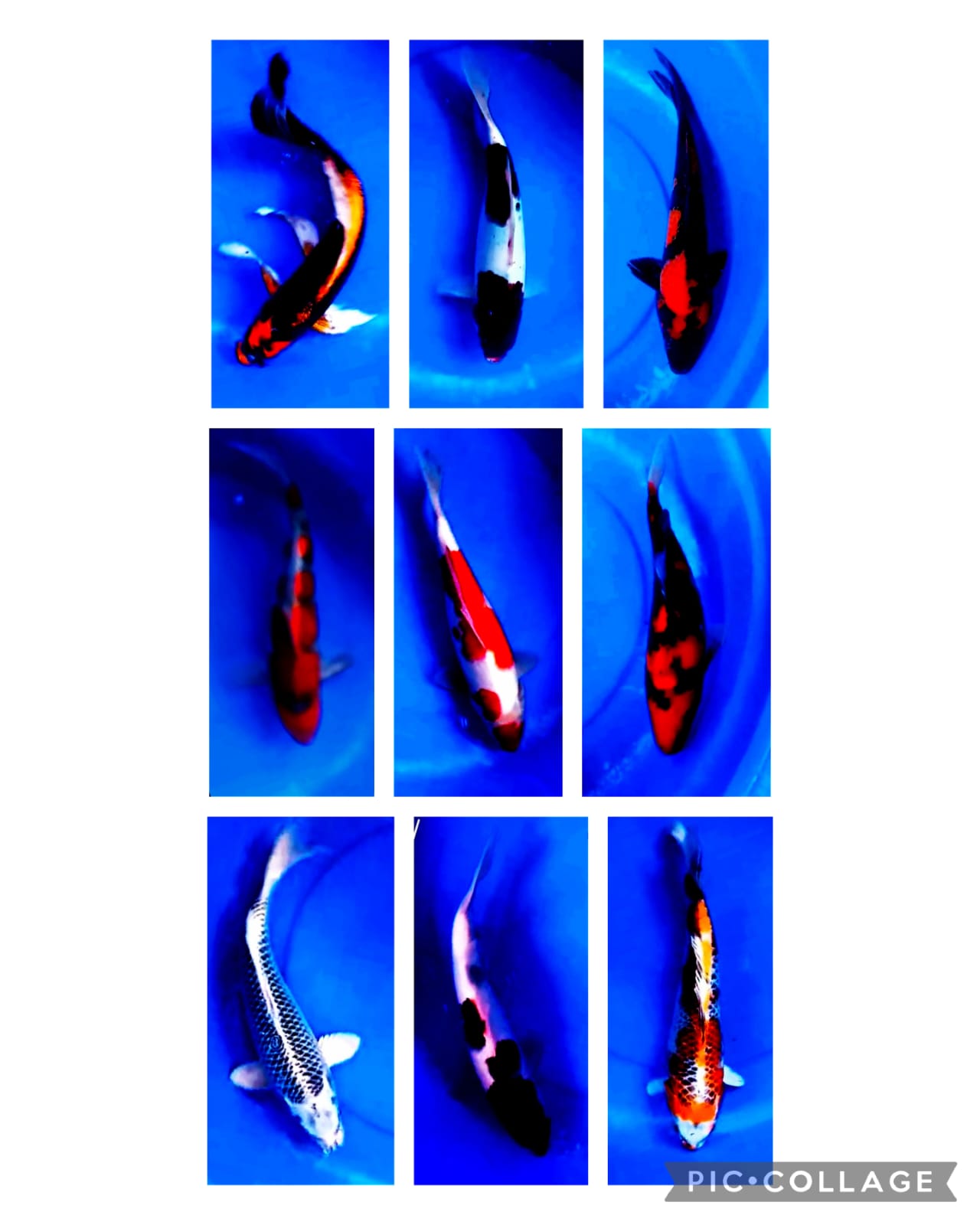 Lelang Koi Online, Jual Beli Ikan Koi, Pasar Koi Terbaik, Agen Lelang Koi, Penawaran Koi Berkualitas, Harga Jual Koi, Lelang Ikan Koi Import, Beli Koi Online, Jual Koi Murah, Koi Showroom, Penjual Koi Terpercaya, Lelang Koi Jakarta, Jual Koi Lokal, Koi Kualitas Unggul, Harga Terbaik Koi, Jual Koi Indukan, Lelang Ikan Hias Koi, Pasar Koi Indonesia, Beli Koi Berkualitas Tinggi, Koi Farm Terbesar, Jual Beli Koi Impor, Lelang Ikan Koi Kualitas Premium, Daftar Harga Koi Terbaru, Pusat Jual Beli Koi, Info Lelang Koi Hari Ini.