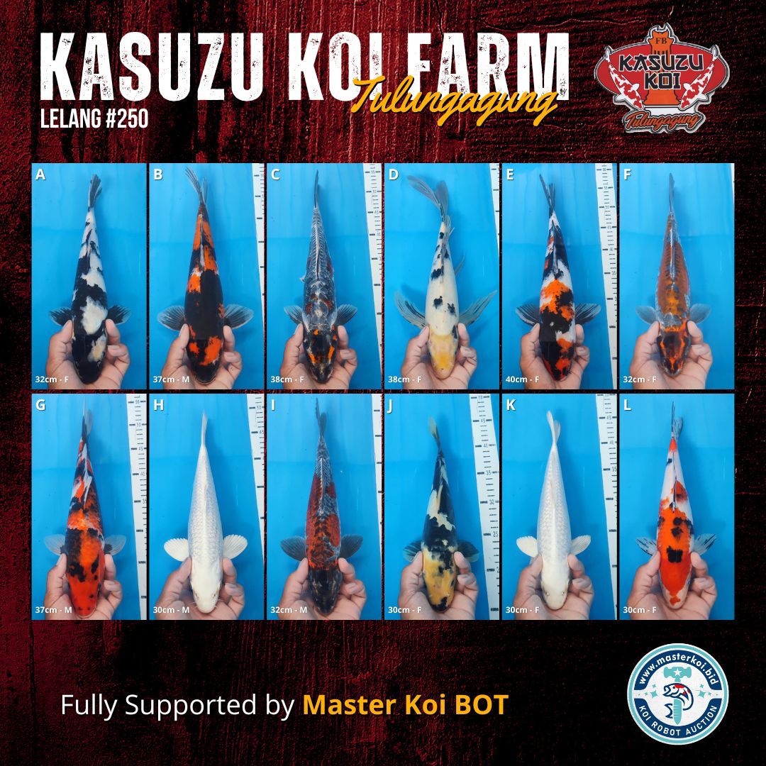 Lelang Koi Online, Jual Beli Ikan Koi, Pasar Koi Terbaik, Agen Lelang Koi, Penawaran Koi Berkualitas, Harga Jual Koi, Lelang Ikan Koi Import, Beli Koi Online, Jual Koi Murah, Koi Showroom, Penjual Koi Terpercaya, Lelang Koi Jakarta, Jual Koi Lokal, Koi Kualitas Unggul, Harga Terbaik Koi, Jual Koi Indukan, Lelang Ikan Hias Koi, Pasar Koi Indonesia, Beli Koi Berkualitas Tinggi, Koi Farm Terbesar, Jual Beli Koi Impor, Lelang Ikan Koi Kualitas Premium, Daftar Harga Koi Terbaru, Pusat Jual Beli Koi, Info Lelang Koi Hari Ini.