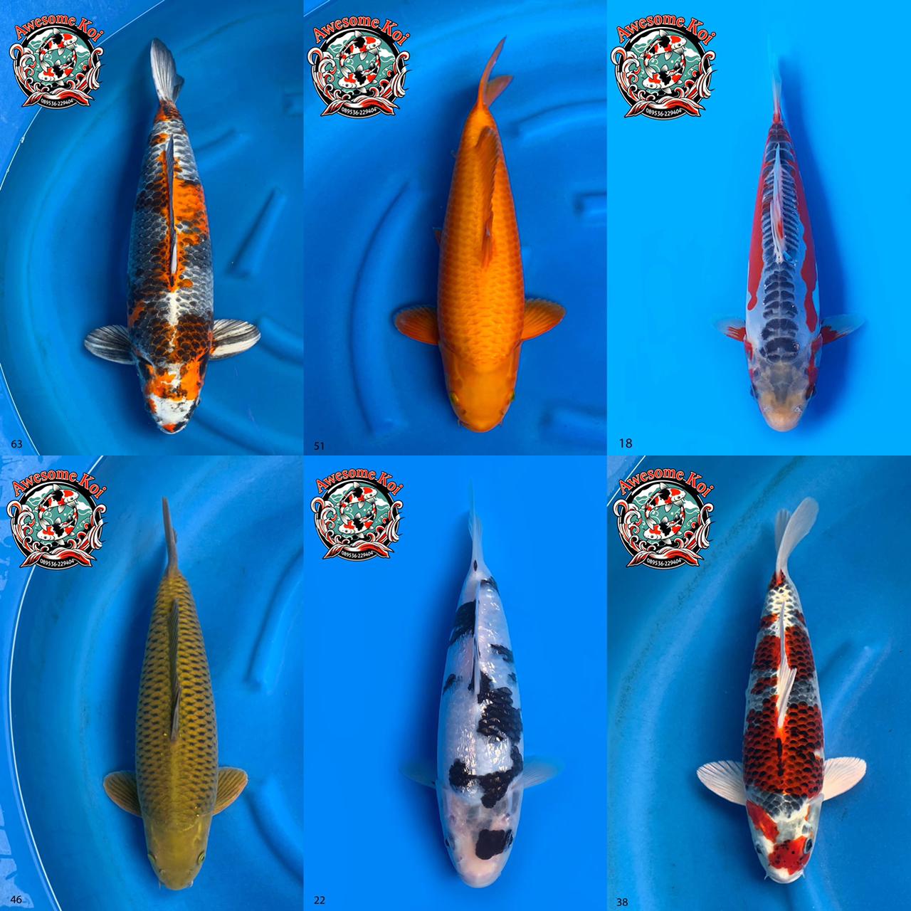 Lelang Koi Online, Jual Beli Ikan Koi, Pasar Koi Terbaik, Agen Lelang Koi, Penawaran Koi Berkualitas, Harga Jual Koi, Lelang Ikan Koi Import, Beli Koi Online, Jual Koi Murah, Koi Showroom, Penjual Koi Terpercaya, Lelang Koi Jakarta, Jual Koi Lokal, Koi Kualitas Unggul, Harga Terbaik Koi, Jual Koi Indukan, Lelang Ikan Hias Koi, Pasar Koi Indonesia, Beli Koi Berkualitas Tinggi, Koi Farm Terbesar, Jual Beli Koi Impor, Lelang Ikan Koi Kualitas Premium, Daftar Harga Koi Terbaru, Pusat Jual Beli Koi, Info Lelang Koi Hari Ini.