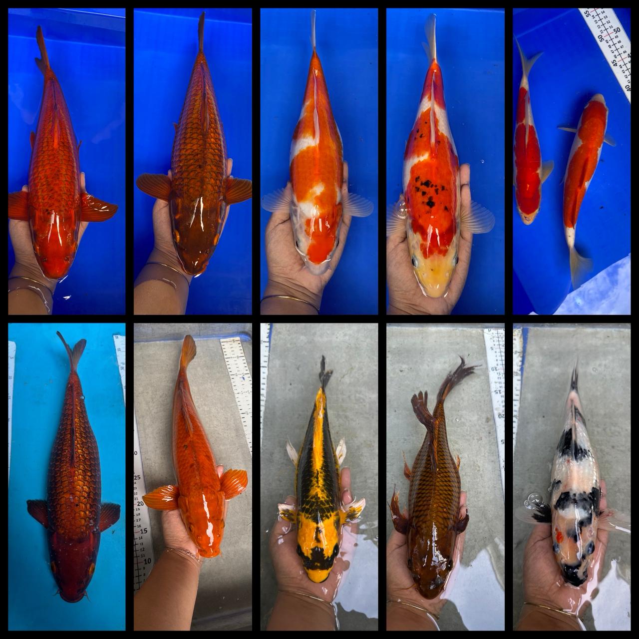 Lelang Koi Online, Jual Beli Ikan Koi, Pasar Koi Terbaik, Agen Lelang Koi, Penawaran Koi Berkualitas, Harga Jual Koi, Lelang Ikan Koi Import, Beli Koi Online, Jual Koi Murah, Koi Showroom, Penjual Koi Terpercaya, Lelang Koi Jakarta, Jual Koi Lokal, Koi Kualitas Unggul, Harga Terbaik Koi, Jual Koi Indukan, Lelang Ikan Hias Koi, Pasar Koi Indonesia, Beli Koi Berkualitas Tinggi, Koi Farm Terbesar, Jual Beli Koi Impor, Lelang Ikan Koi Kualitas Premium, Daftar Harga Koi Terbaru, Pusat Jual Beli Koi, Info Lelang Koi Hari Ini.