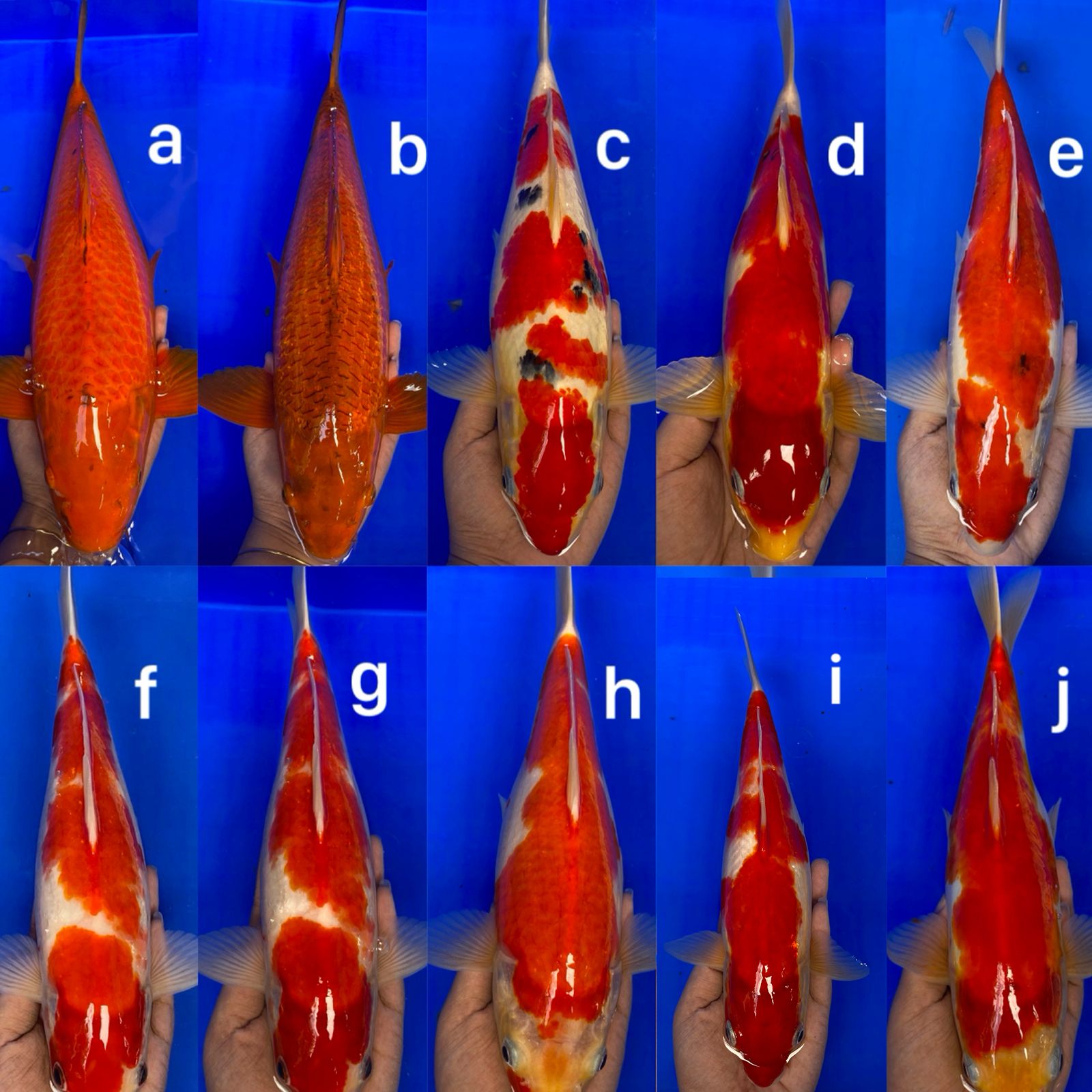 Lelang Koi Online, Jual Beli Ikan Koi, Pasar Koi Terbaik, Agen Lelang Koi, Penawaran Koi Berkualitas, Harga Jual Koi, Lelang Ikan Koi Import, Beli Koi Online, Jual Koi Murah, Koi Showroom, Penjual Koi Terpercaya, Lelang Koi Jakarta, Jual Koi Lokal, Koi Kualitas Unggul, Harga Terbaik Koi, Jual Koi Indukan, Lelang Ikan Hias Koi, Pasar Koi Indonesia, Beli Koi Berkualitas Tinggi, Koi Farm Terbesar, Jual Beli Koi Impor, Lelang Ikan Koi Kualitas Premium, Daftar Harga Koi Terbaru, Pusat Jual Beli Koi, Info Lelang Koi Hari Ini.