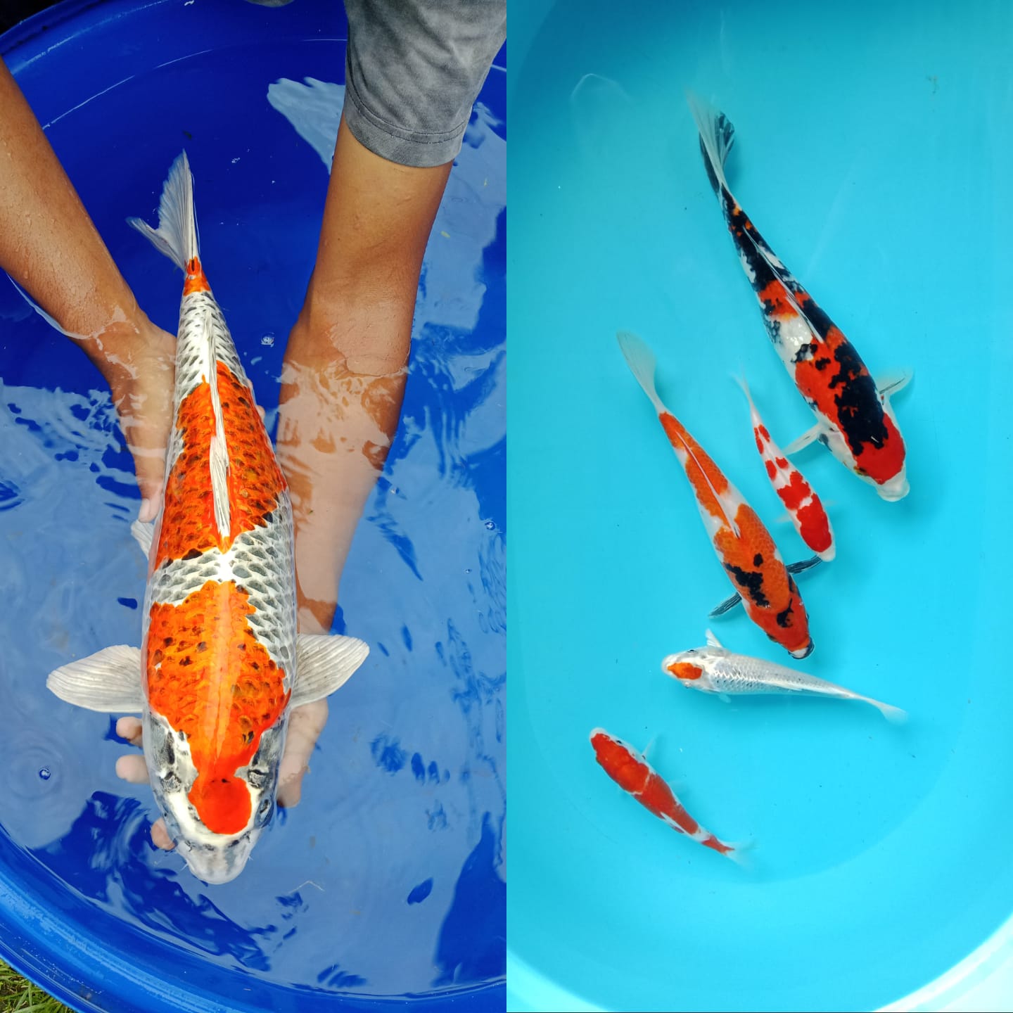 Lelang Koi Online, Jual Beli Ikan Koi, Pasar Koi Terbaik, Agen Lelang Koi, Penawaran Koi Berkualitas, Harga Jual Koi, Lelang Ikan Koi Import, Beli Koi Online, Jual Koi Murah, Koi Showroom, Penjual Koi Terpercaya, Lelang Koi Jakarta, Jual Koi Lokal, Koi Kualitas Unggul, Harga Terbaik Koi, Jual Koi Indukan, Lelang Ikan Hias Koi, Pasar Koi Indonesia, Beli Koi Berkualitas Tinggi, Koi Farm Terbesar, Jual Beli Koi Impor, Lelang Ikan Koi Kualitas Premium, Daftar Harga Koi Terbaru, Pusat Jual Beli Koi, Info Lelang Koi Hari Ini.
