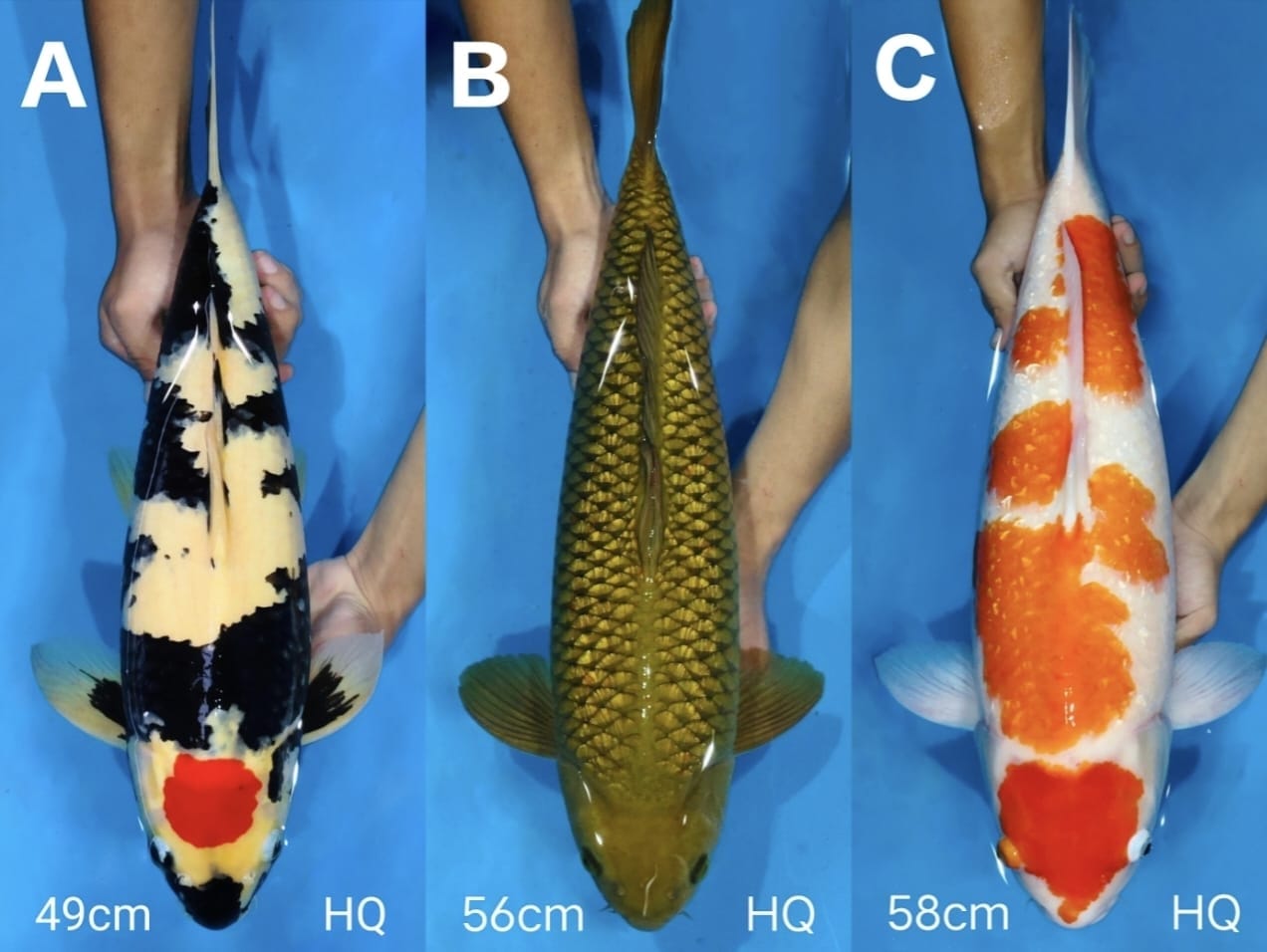 Lelang Koi Online, Jual Beli Ikan Koi, Pasar Koi Terbaik, Agen Lelang Koi, Penawaran Koi Berkualitas, Harga Jual Koi, Lelang Ikan Koi Import, Beli Koi Online, Jual Koi Murah, Koi Showroom, Penjual Koi Terpercaya, Lelang Koi Jakarta, Jual Koi Lokal, Koi Kualitas Unggul, Harga Terbaik Koi, Jual Koi Indukan, Lelang Ikan Hias Koi, Pasar Koi Indonesia, Beli Koi Berkualitas Tinggi, Koi Farm Terbesar, Jual Beli Koi Impor, Lelang Ikan Koi Kualitas Premium, Daftar Harga Koi Terbaru, Pusat Jual Beli Koi, Info Lelang Koi Hari Ini.