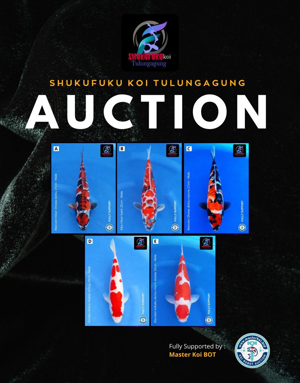 Lelang Koi Online, Jual Beli Ikan Koi, Pasar Koi Terbaik, Agen Lelang Koi, Penawaran Koi Berkualitas, Harga Jual Koi, Lelang Ikan Koi Import, Beli Koi Online, Jual Koi Murah, Koi Showroom, Penjual Koi Terpercaya, Lelang Koi Jakarta, Jual Koi Lokal, Koi Kualitas Unggul, Harga Terbaik Koi, Jual Koi Indukan, Lelang Ikan Hias Koi, Pasar Koi Indonesia, Beli Koi Berkualitas Tinggi, Koi Farm Terbesar, Jual Beli Koi Impor, Lelang Ikan Koi Kualitas Premium, Daftar Harga Koi Terbaru, Pusat Jual Beli Koi, Info Lelang Koi Hari Ini.