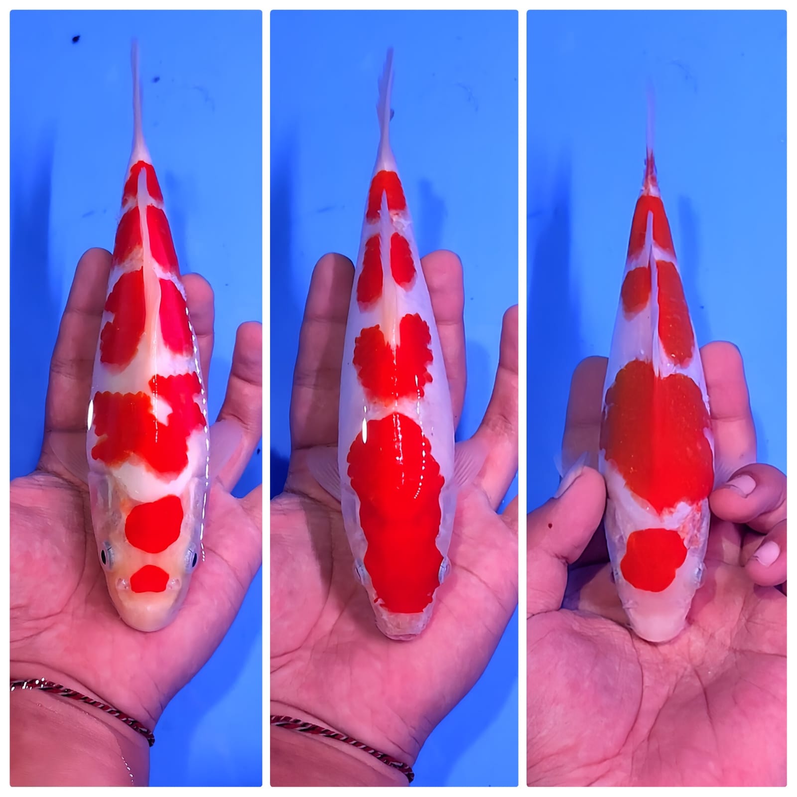 Lelang Koi Online, Jual Beli Ikan Koi, Pasar Koi Terbaik, Agen Lelang Koi, Penawaran Koi Berkualitas, Harga Jual Koi, Lelang Ikan Koi Import, Beli Koi Online, Jual Koi Murah, Koi Showroom, Penjual Koi Terpercaya, Lelang Koi Jakarta, Jual Koi Lokal, Koi Kualitas Unggul, Harga Terbaik Koi, Jual Koi Indukan, Lelang Ikan Hias Koi, Pasar Koi Indonesia, Beli Koi Berkualitas Tinggi, Koi Farm Terbesar, Jual Beli Koi Impor, Lelang Ikan Koi Kualitas Premium, Daftar Harga Koi Terbaru, Pusat Jual Beli Koi, Info Lelang Koi Hari Ini.