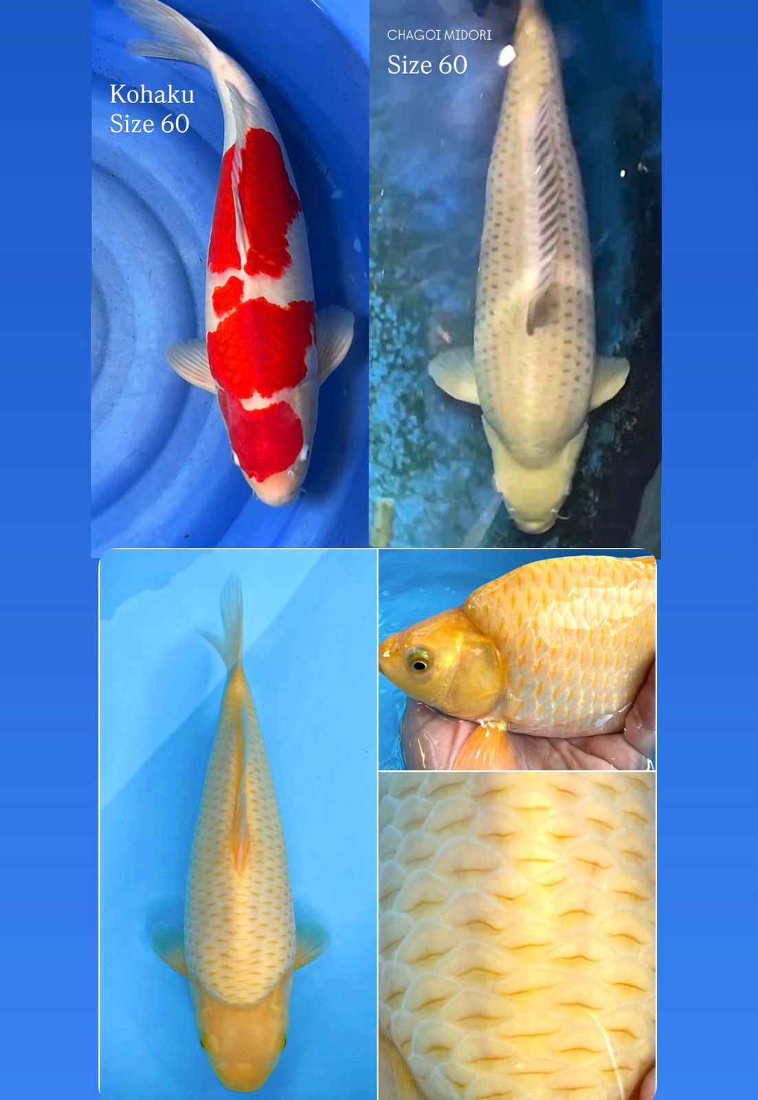 Lelang Koi Online, Jual Beli Ikan Koi, Pasar Koi Terbaik, Agen Lelang Koi, Penawaran Koi Berkualitas, Harga Jual Koi, Lelang Ikan Koi Import, Beli Koi Online, Jual Koi Murah, Koi Showroom, Penjual Koi Terpercaya, Lelang Koi Jakarta, Jual Koi Lokal, Koi Kualitas Unggul, Harga Terbaik Koi, Jual Koi Indukan, Lelang Ikan Hias Koi, Pasar Koi Indonesia, Beli Koi Berkualitas Tinggi, Koi Farm Terbesar, Jual Beli Koi Impor, Lelang Ikan Koi Kualitas Premium, Daftar Harga Koi Terbaru, Pusat Jual Beli Koi, Info Lelang Koi Hari Ini.