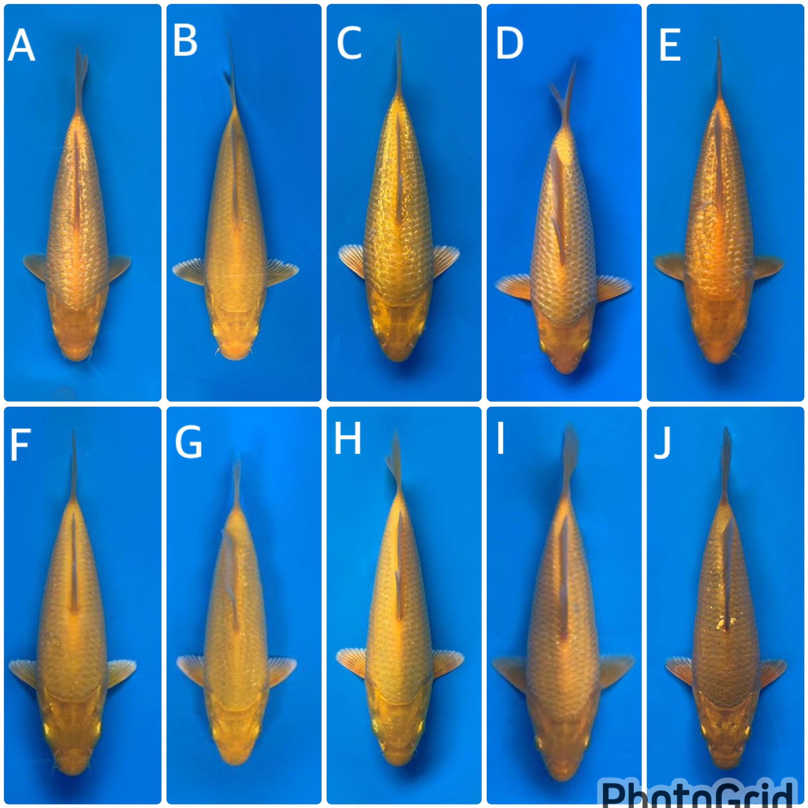 Lelang Koi Online, Jual Beli Ikan Koi, Pasar Koi Terbaik, Agen Lelang Koi, Penawaran Koi Berkualitas, Harga Jual Koi, Lelang Ikan Koi Import, Beli Koi Online, Jual Koi Murah, Koi Showroom, Penjual Koi Terpercaya, Lelang Koi Jakarta, Jual Koi Lokal, Koi Kualitas Unggul, Harga Terbaik Koi, Jual Koi Indukan, Lelang Ikan Hias Koi, Pasar Koi Indonesia, Beli Koi Berkualitas Tinggi, Koi Farm Terbesar, Jual Beli Koi Impor, Lelang Ikan Koi Kualitas Premium, Daftar Harga Koi Terbaru, Pusat Jual Beli Koi, Info Lelang Koi Hari Ini.