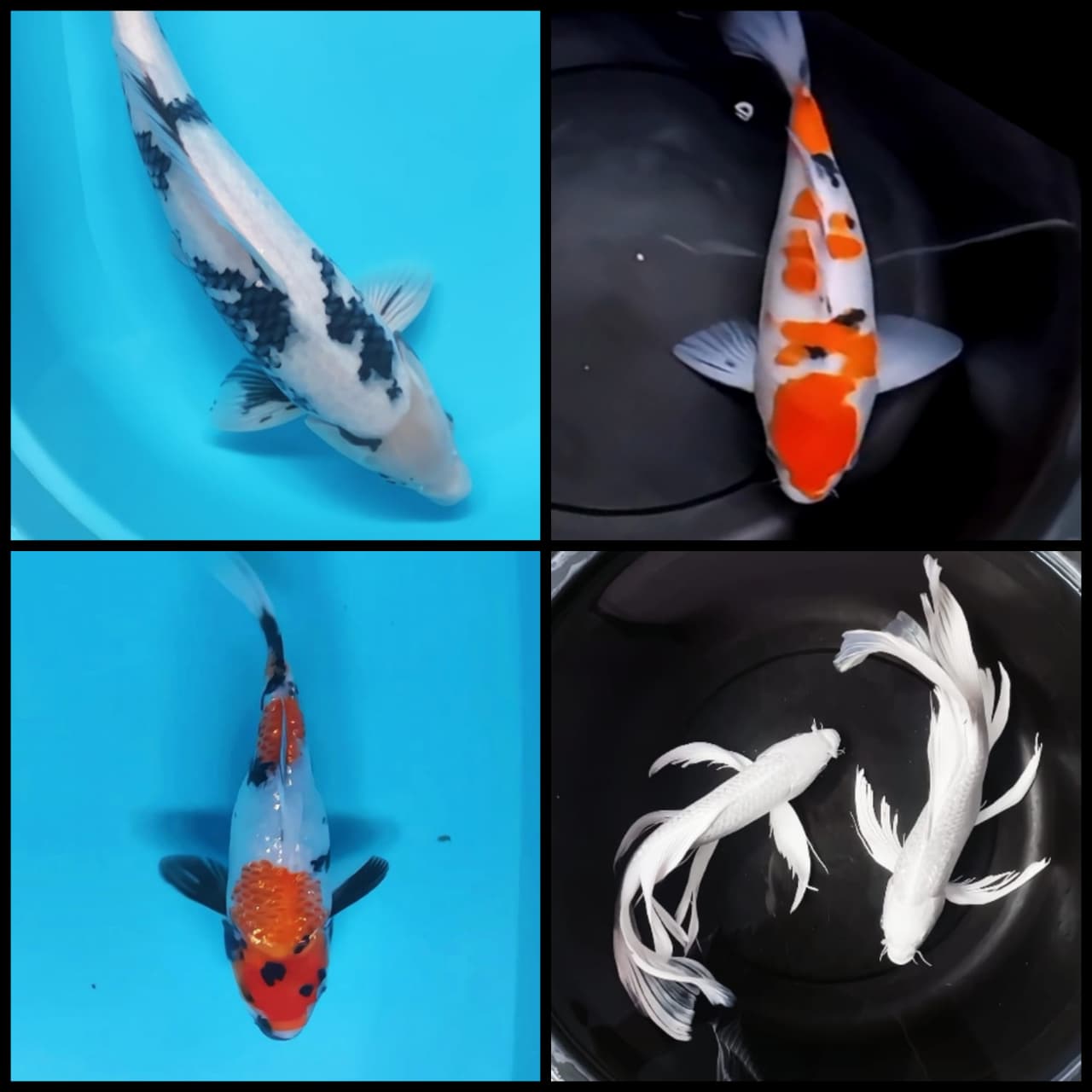 Lelang Koi Online, Jual Beli Ikan Koi, Pasar Koi Terbaik, Agen Lelang Koi, Penawaran Koi Berkualitas, Harga Jual Koi, Lelang Ikan Koi Import, Beli Koi Online, Jual Koi Murah, Koi Showroom, Penjual Koi Terpercaya, Lelang Koi Jakarta, Jual Koi Lokal, Koi Kualitas Unggul, Harga Terbaik Koi, Jual Koi Indukan, Lelang Ikan Hias Koi, Pasar Koi Indonesia, Beli Koi Berkualitas Tinggi, Koi Farm Terbesar, Jual Beli Koi Impor, Lelang Ikan Koi Kualitas Premium, Daftar Harga Koi Terbaru, Pusat Jual Beli Koi, Info Lelang Koi Hari Ini.