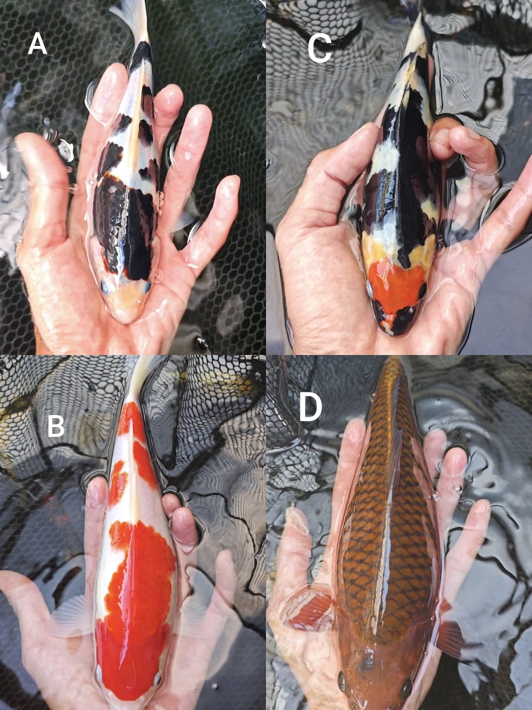 Lelang Koi Online, Jual Beli Ikan Koi, Pasar Koi Terbaik, Agen Lelang Koi, Penawaran Koi Berkualitas, Harga Jual Koi, Lelang Ikan Koi Import, Beli Koi Online, Jual Koi Murah, Koi Showroom, Penjual Koi Terpercaya, Lelang Koi Jakarta, Jual Koi Lokal, Koi Kualitas Unggul, Harga Terbaik Koi, Jual Koi Indukan, Lelang Ikan Hias Koi, Pasar Koi Indonesia, Beli Koi Berkualitas Tinggi, Koi Farm Terbesar, Jual Beli Koi Impor, Lelang Ikan Koi Kualitas Premium, Daftar Harga Koi Terbaru, Pusat Jual Beli Koi, Info Lelang Koi Hari Ini.