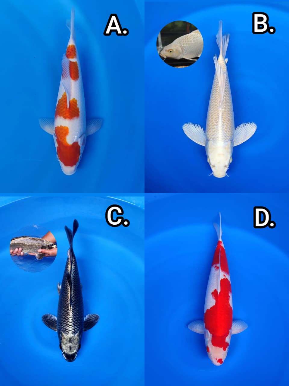 Lelang Koi Online, Jual Beli Ikan Koi, Pasar Koi Terbaik, Agen Lelang Koi, Penawaran Koi Berkualitas, Harga Jual Koi, Lelang Ikan Koi Import, Beli Koi Online, Jual Koi Murah, Koi Showroom, Penjual Koi Terpercaya, Lelang Koi Jakarta, Jual Koi Lokal, Koi Kualitas Unggul, Harga Terbaik Koi, Jual Koi Indukan, Lelang Ikan Hias Koi, Pasar Koi Indonesia, Beli Koi Berkualitas Tinggi, Koi Farm Terbesar, Jual Beli Koi Impor, Lelang Ikan Koi Kualitas Premium, Daftar Harga Koi Terbaru, Pusat Jual Beli Koi, Info Lelang Koi Hari Ini.