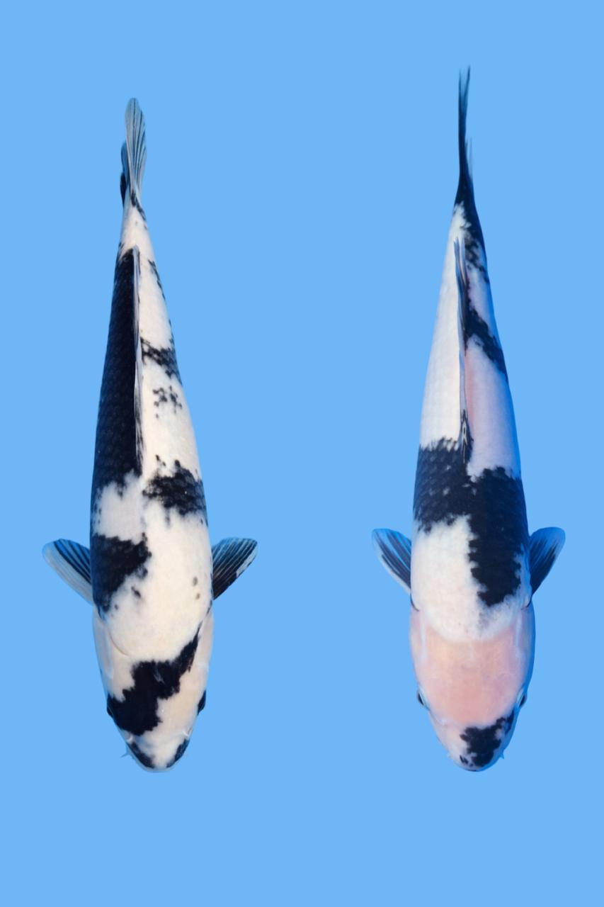 Lelang Koi Online, Jual Beli Ikan Koi, Pasar Koi Terbaik, Agen Lelang Koi, Penawaran Koi Berkualitas, Harga Jual Koi, Lelang Ikan Koi Import, Beli Koi Online, Jual Koi Murah, Koi Showroom, Penjual Koi Terpercaya, Lelang Koi Jakarta, Jual Koi Lokal, Koi Kualitas Unggul, Harga Terbaik Koi, Jual Koi Indukan, Lelang Ikan Hias Koi, Pasar Koi Indonesia, Beli Koi Berkualitas Tinggi, Koi Farm Terbesar, Jual Beli Koi Impor, Lelang Ikan Koi Kualitas Premium, Daftar Harga Koi Terbaru, Pusat Jual Beli Koi, Info Lelang Koi Hari Ini.