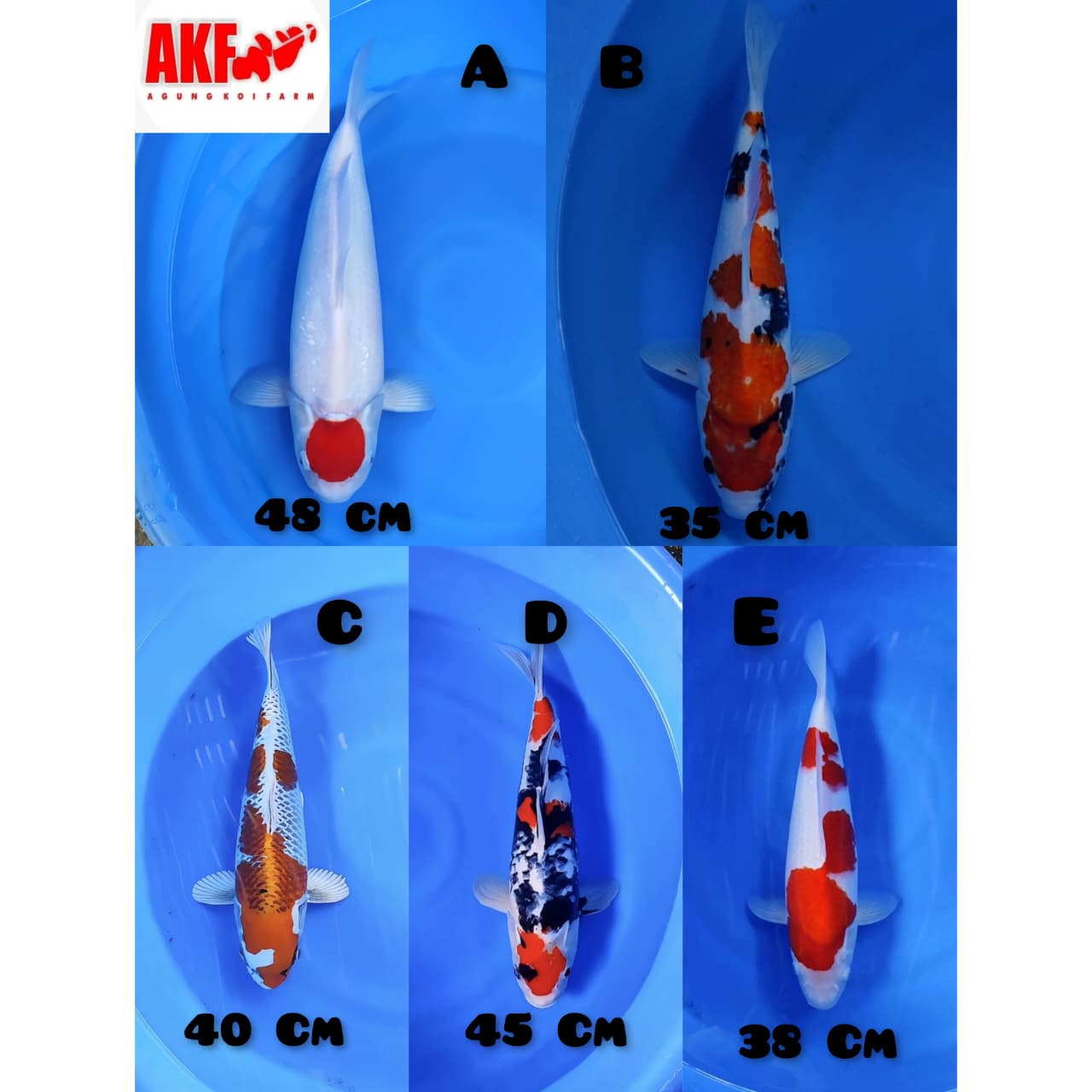 Lelang Koi Online, Jual Beli Ikan Koi, Pasar Koi Terbaik, Agen Lelang Koi, Penawaran Koi Berkualitas, Harga Jual Koi, Lelang Ikan Koi Import, Beli Koi Online, Jual Koi Murah, Koi Showroom, Penjual Koi Terpercaya, Lelang Koi Jakarta, Jual Koi Lokal, Koi Kualitas Unggul, Harga Terbaik Koi, Jual Koi Indukan, Lelang Ikan Hias Koi, Pasar Koi Indonesia, Beli Koi Berkualitas Tinggi, Koi Farm Terbesar, Jual Beli Koi Impor, Lelang Ikan Koi Kualitas Premium, Daftar Harga Koi Terbaru, Pusat Jual Beli Koi, Info Lelang Koi Hari Ini.