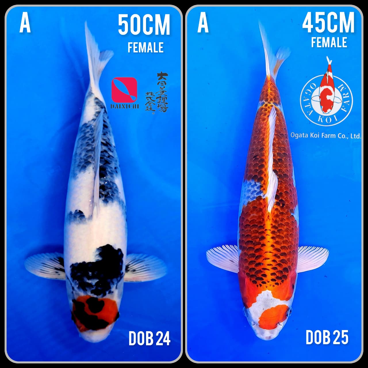 Lelang Koi Online, Jual Beli Ikan Koi, Pasar Koi Terbaik, Agen Lelang Koi, Penawaran Koi Berkualitas, Harga Jual Koi, Lelang Ikan Koi Import, Beli Koi Online, Jual Koi Murah, Koi Showroom, Penjual Koi Terpercaya, Lelang Koi Jakarta, Jual Koi Lokal, Koi Kualitas Unggul, Harga Terbaik Koi, Jual Koi Indukan, Lelang Ikan Hias Koi, Pasar Koi Indonesia, Beli Koi Berkualitas Tinggi, Koi Farm Terbesar, Jual Beli Koi Impor, Lelang Ikan Koi Kualitas Premium, Daftar Harga Koi Terbaru, Pusat Jual Beli Koi, Info Lelang Koi Hari Ini.