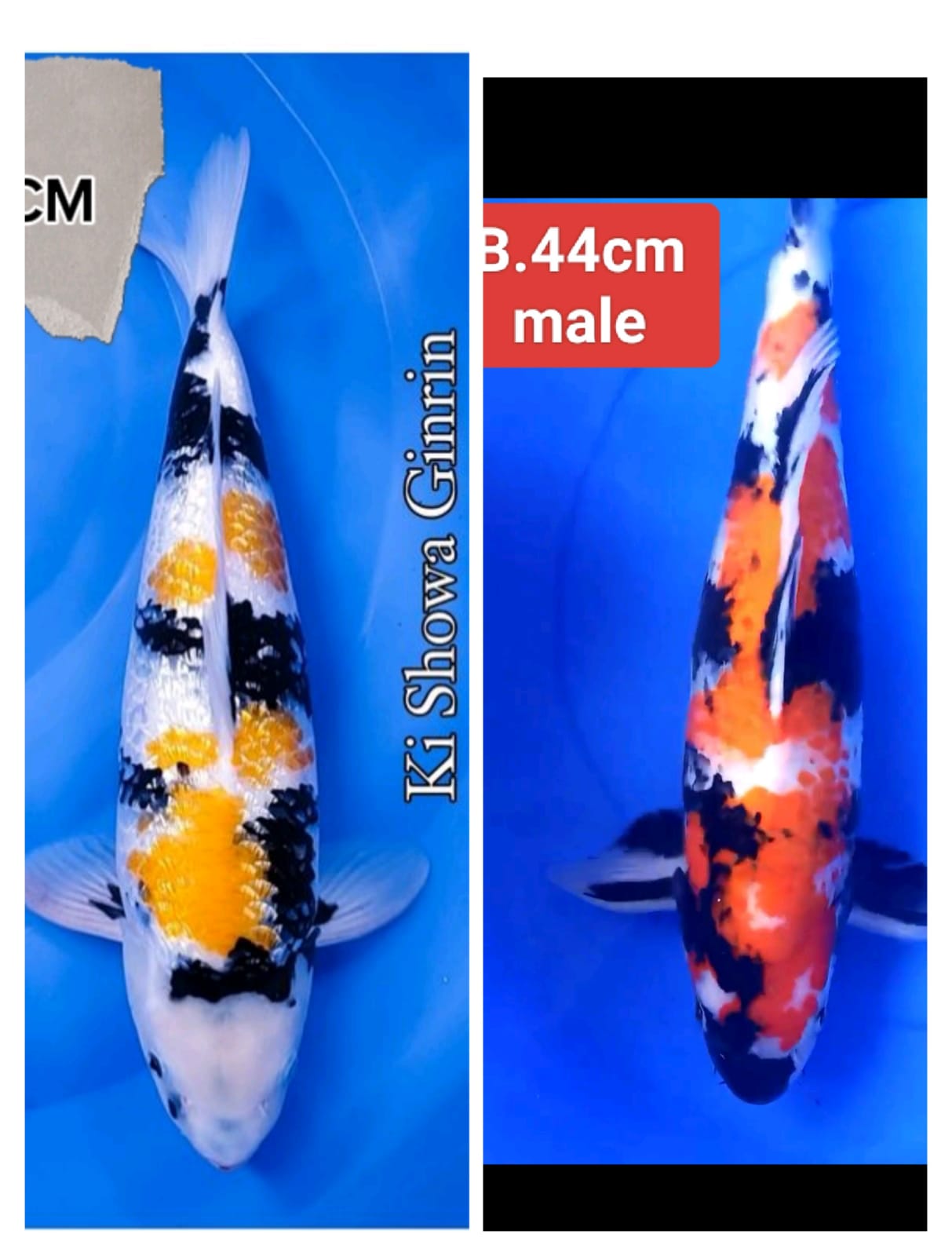 Lelang Koi Online, Jual Beli Ikan Koi, Pasar Koi Terbaik, Agen Lelang Koi, Penawaran Koi Berkualitas, Harga Jual Koi, Lelang Ikan Koi Import, Beli Koi Online, Jual Koi Murah, Koi Showroom, Penjual Koi Terpercaya, Lelang Koi Jakarta, Jual Koi Lokal, Koi Kualitas Unggul, Harga Terbaik Koi, Jual Koi Indukan, Lelang Ikan Hias Koi, Pasar Koi Indonesia, Beli Koi Berkualitas Tinggi, Koi Farm Terbesar, Jual Beli Koi Impor, Lelang Ikan Koi Kualitas Premium, Daftar Harga Koi Terbaru, Pusat Jual Beli Koi, Info Lelang Koi Hari Ini.