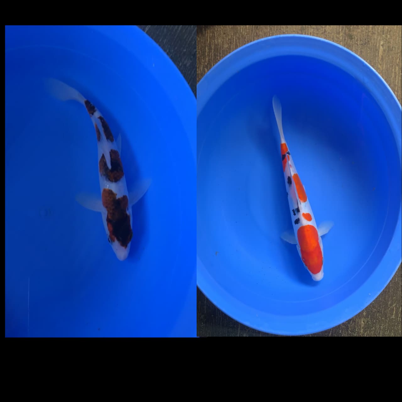 Lelang Koi Online, Jual Beli Ikan Koi, Pasar Koi Terbaik, Agen Lelang Koi, Penawaran Koi Berkualitas, Harga Jual Koi, Lelang Ikan Koi Import, Beli Koi Online, Jual Koi Murah, Koi Showroom, Penjual Koi Terpercaya, Lelang Koi Jakarta, Jual Koi Lokal, Koi Kualitas Unggul, Harga Terbaik Koi, Jual Koi Indukan, Lelang Ikan Hias Koi, Pasar Koi Indonesia, Beli Koi Berkualitas Tinggi, Koi Farm Terbesar, Jual Beli Koi Impor, Lelang Ikan Koi Kualitas Premium, Daftar Harga Koi Terbaru, Pusat Jual Beli Koi, Info Lelang Koi Hari Ini.