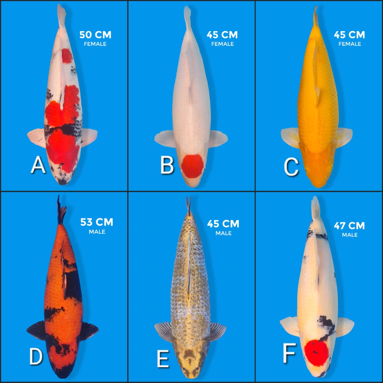 Lelang Koi Online, Jual Beli Ikan Koi, Pasar Koi Terbaik, Agen Lelang Koi, Penawaran Koi Berkualitas, Harga Jual Koi, Lelang Ikan Koi Import, Beli Koi Online, Jual Koi Murah, Koi Showroom, Penjual Koi Terpercaya, Lelang Koi Jakarta, Jual Koi Lokal, Koi Kualitas Unggul, Harga Terbaik Koi, Jual Koi Indukan, Lelang Ikan Hias Koi, Pasar Koi Indonesia, Beli Koi Berkualitas Tinggi, Koi Farm Terbesar, Jual Beli Koi Impor, Lelang Ikan Koi Kualitas Premium, Daftar Harga Koi Terbaru, Pusat Jual Beli Koi, Info Lelang Koi Hari Ini.
