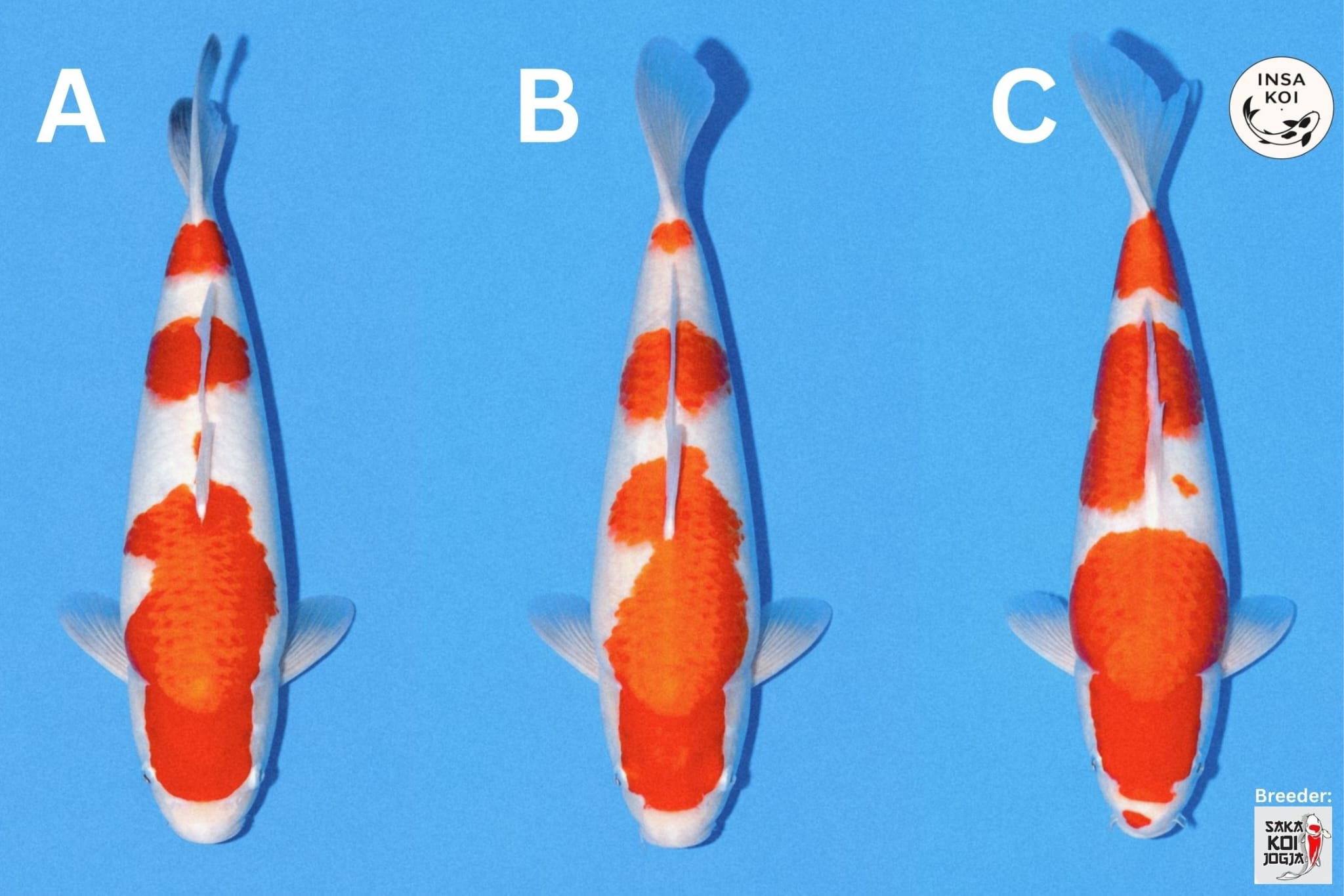 Lelang Koi Online, Jual Beli Ikan Koi, Pasar Koi Terbaik, Agen Lelang Koi, Penawaran Koi Berkualitas, Harga Jual Koi, Lelang Ikan Koi Import, Beli Koi Online, Jual Koi Murah, Koi Showroom, Penjual Koi Terpercaya, Lelang Koi Jakarta, Jual Koi Lokal, Koi Kualitas Unggul, Harga Terbaik Koi, Jual Koi Indukan, Lelang Ikan Hias Koi, Pasar Koi Indonesia, Beli Koi Berkualitas Tinggi, Koi Farm Terbesar, Jual Beli Koi Impor, Lelang Ikan Koi Kualitas Premium, Daftar Harga Koi Terbaru, Pusat Jual Beli Koi, Info Lelang Koi Hari Ini.