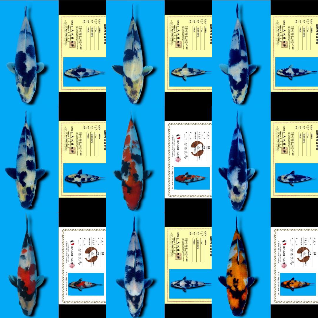 Lelang Koi Online, Jual Beli Ikan Koi, Pasar Koi Terbaik, Agen Lelang Koi, Penawaran Koi Berkualitas, Harga Jual Koi, Lelang Ikan Koi Import, Beli Koi Online, Jual Koi Murah, Koi Showroom, Penjual Koi Terpercaya, Lelang Koi Jakarta, Jual Koi Lokal, Koi Kualitas Unggul, Harga Terbaik Koi, Jual Koi Indukan, Lelang Ikan Hias Koi, Pasar Koi Indonesia, Beli Koi Berkualitas Tinggi, Koi Farm Terbesar, Jual Beli Koi Impor, Lelang Ikan Koi Kualitas Premium, Daftar Harga Koi Terbaru, Pusat Jual Beli Koi, Info Lelang Koi Hari Ini.