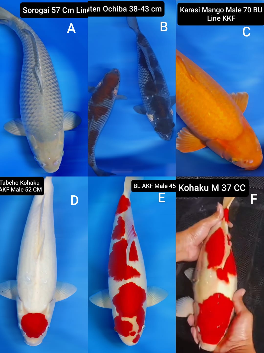 Lelang Koi Online, Jual Beli Ikan Koi, Pasar Koi Terbaik, Agen Lelang Koi, Penawaran Koi Berkualitas, Harga Jual Koi, Lelang Ikan Koi Import, Beli Koi Online, Jual Koi Murah, Koi Showroom, Penjual Koi Terpercaya, Lelang Koi Jakarta, Jual Koi Lokal, Koi Kualitas Unggul, Harga Terbaik Koi, Jual Koi Indukan, Lelang Ikan Hias Koi, Pasar Koi Indonesia, Beli Koi Berkualitas Tinggi, Koi Farm Terbesar, Jual Beli Koi Impor, Lelang Ikan Koi Kualitas Premium, Daftar Harga Koi Terbaru, Pusat Jual Beli Koi, Info Lelang Koi Hari Ini.