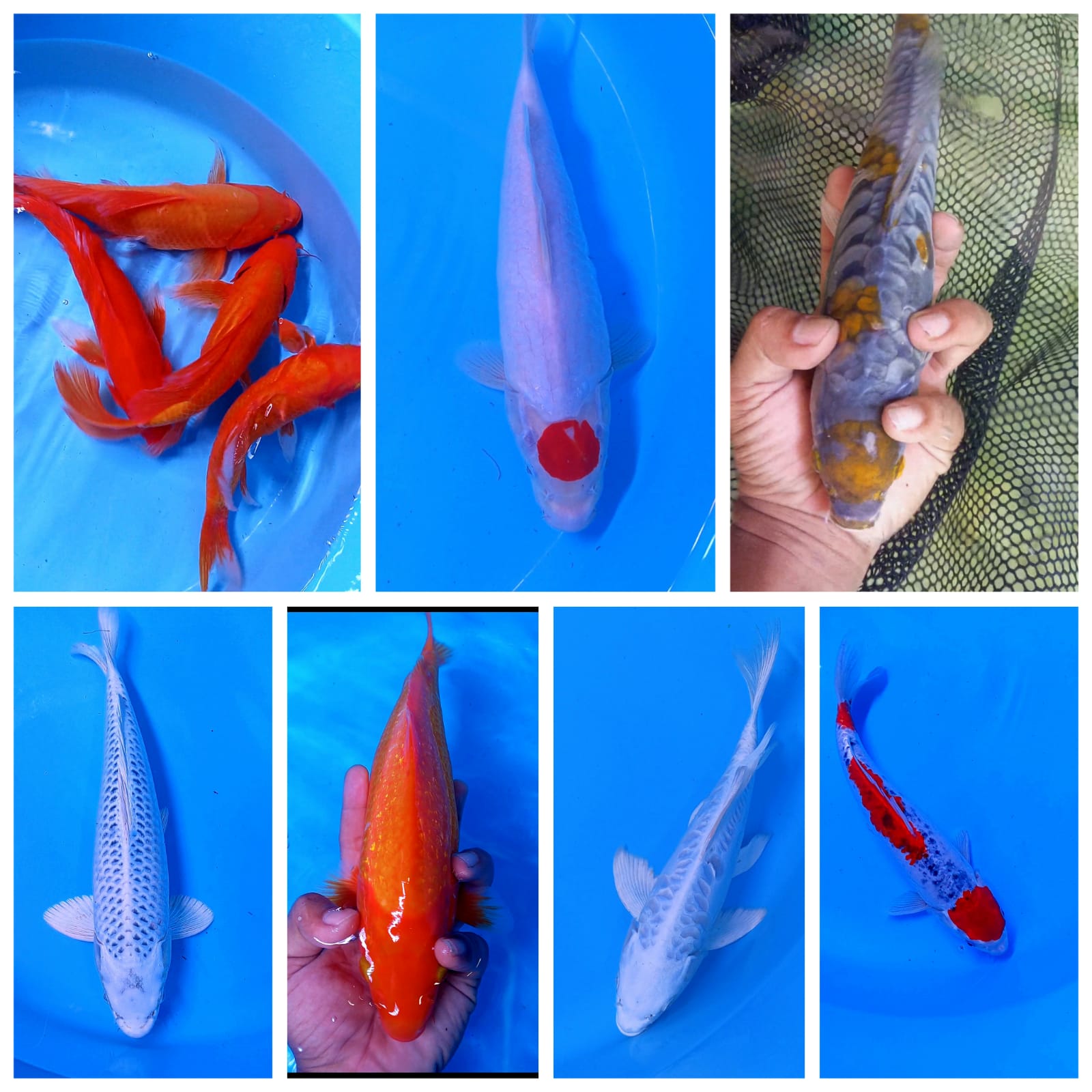 Lelang Koi Online, Jual Beli Ikan Koi, Pasar Koi Terbaik, Agen Lelang Koi, Penawaran Koi Berkualitas, Harga Jual Koi, Lelang Ikan Koi Import, Beli Koi Online, Jual Koi Murah, Koi Showroom, Penjual Koi Terpercaya, Lelang Koi Jakarta, Jual Koi Lokal, Koi Kualitas Unggul, Harga Terbaik Koi, Jual Koi Indukan, Lelang Ikan Hias Koi, Pasar Koi Indonesia, Beli Koi Berkualitas Tinggi, Koi Farm Terbesar, Jual Beli Koi Impor, Lelang Ikan Koi Kualitas Premium, Daftar Harga Koi Terbaru, Pusat Jual Beli Koi, Info Lelang Koi Hari Ini.