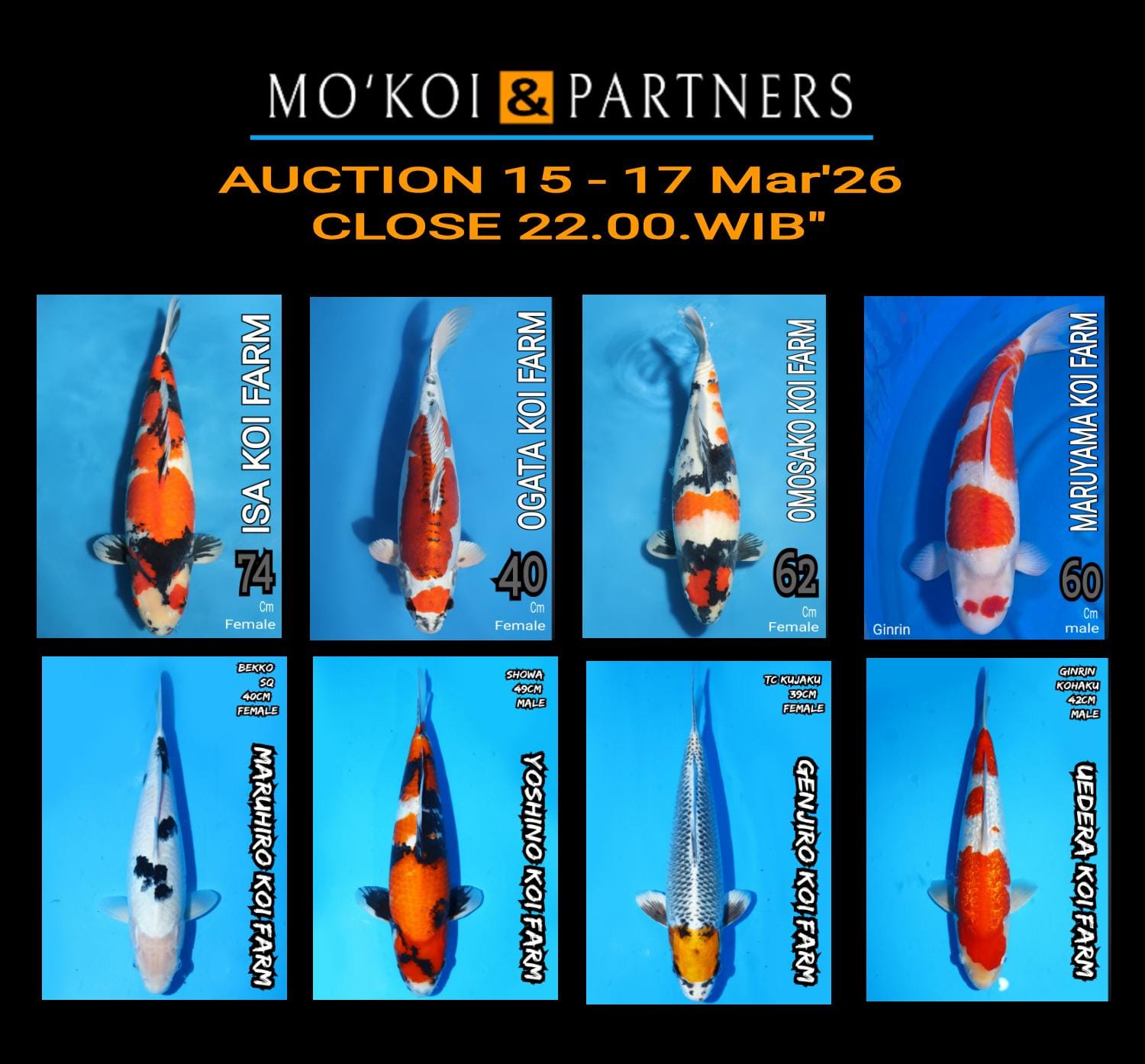 Lelang Koi Online, Jual Beli Ikan Koi, Pasar Koi Terbaik, Agen Lelang Koi, Penawaran Koi Berkualitas, Harga Jual Koi, Lelang Ikan Koi Import, Beli Koi Online, Jual Koi Murah, Koi Showroom, Penjual Koi Terpercaya, Lelang Koi Jakarta, Jual Koi Lokal, Koi Kualitas Unggul, Harga Terbaik Koi, Jual Koi Indukan, Lelang Ikan Hias Koi, Pasar Koi Indonesia, Beli Koi Berkualitas Tinggi, Koi Farm Terbesar, Jual Beli Koi Impor, Lelang Ikan Koi Kualitas Premium, Daftar Harga Koi Terbaru, Pusat Jual Beli Koi, Info Lelang Koi Hari Ini.