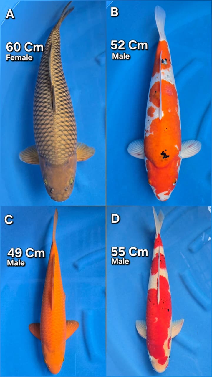 Lelang Koi Online, Jual Beli Ikan Koi, Pasar Koi Terbaik, Agen Lelang Koi, Penawaran Koi Berkualitas, Harga Jual Koi, Lelang Ikan Koi Import, Beli Koi Online, Jual Koi Murah, Koi Showroom, Penjual Koi Terpercaya, Lelang Koi Jakarta, Jual Koi Lokal, Koi Kualitas Unggul, Harga Terbaik Koi, Jual Koi Indukan, Lelang Ikan Hias Koi, Pasar Koi Indonesia, Beli Koi Berkualitas Tinggi, Koi Farm Terbesar, Jual Beli Koi Impor, Lelang Ikan Koi Kualitas Premium, Daftar Harga Koi Terbaru, Pusat Jual Beli Koi, Info Lelang Koi Hari Ini.