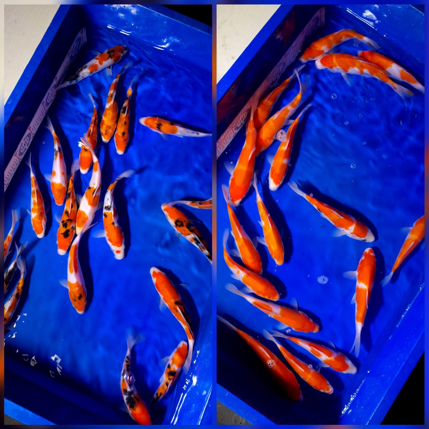 Lelang Koi Online, Jual Beli Ikan Koi, Pasar Koi Terbaik, Agen Lelang Koi, Penawaran Koi Berkualitas, Harga Jual Koi, Lelang Ikan Koi Import, Beli Koi Online, Jual Koi Murah, Koi Showroom, Penjual Koi Terpercaya, Lelang Koi Jakarta, Jual Koi Lokal, Koi Kualitas Unggul, Harga Terbaik Koi, Jual Koi Indukan, Lelang Ikan Hias Koi, Pasar Koi Indonesia, Beli Koi Berkualitas Tinggi, Koi Farm Terbesar, Jual Beli Koi Impor, Lelang Ikan Koi Kualitas Premium, Daftar Harga Koi Terbaru, Pusat Jual Beli Koi, Info Lelang Koi Hari Ini.