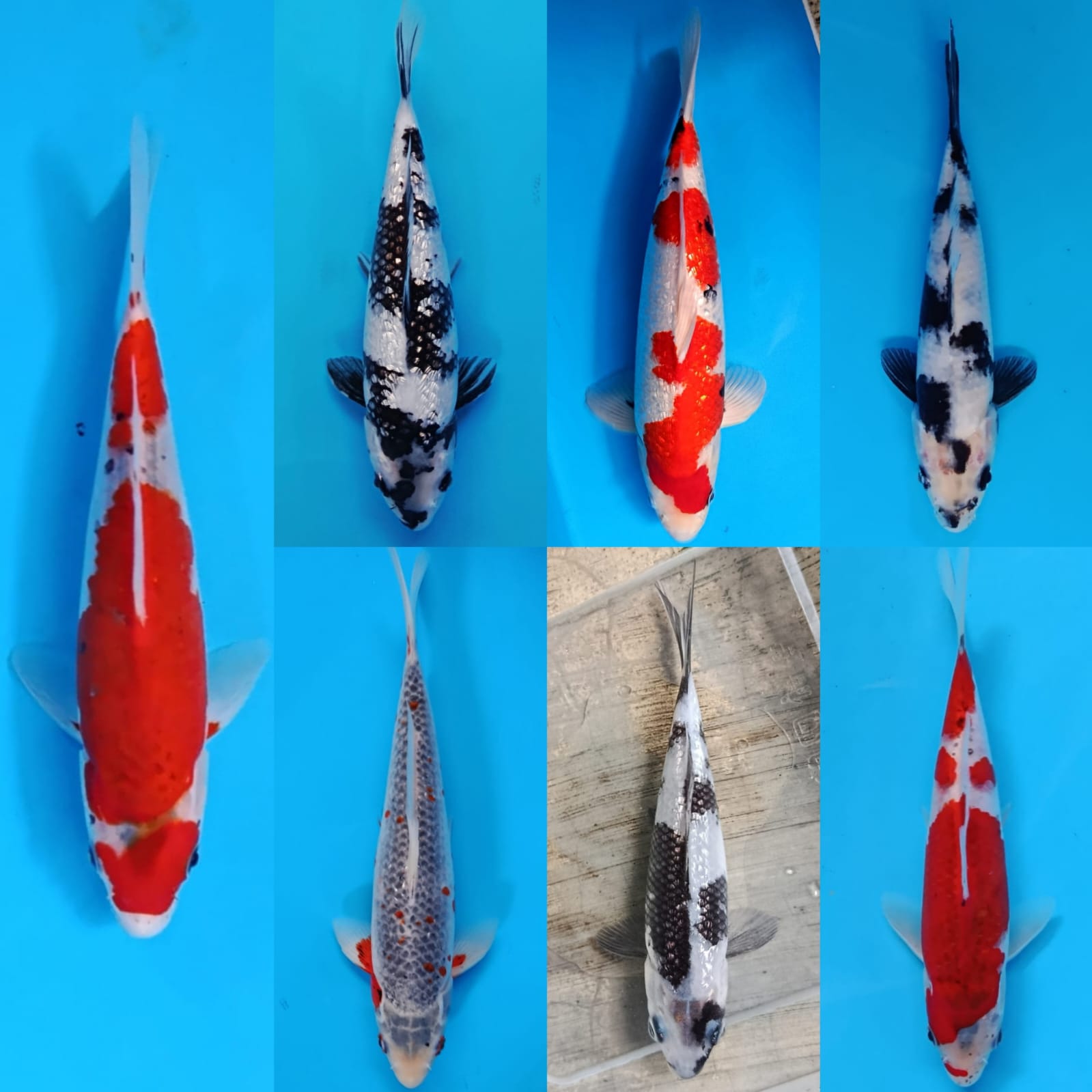 Lelang Koi Online, Jual Beli Ikan Koi, Pasar Koi Terbaik, Agen Lelang Koi, Penawaran Koi Berkualitas, Harga Jual Koi, Lelang Ikan Koi Import, Beli Koi Online, Jual Koi Murah, Koi Showroom, Penjual Koi Terpercaya, Lelang Koi Jakarta, Jual Koi Lokal, Koi Kualitas Unggul, Harga Terbaik Koi, Jual Koi Indukan, Lelang Ikan Hias Koi, Pasar Koi Indonesia, Beli Koi Berkualitas Tinggi, Koi Farm Terbesar, Jual Beli Koi Impor, Lelang Ikan Koi Kualitas Premium, Daftar Harga Koi Terbaru, Pusat Jual Beli Koi, Info Lelang Koi Hari Ini.