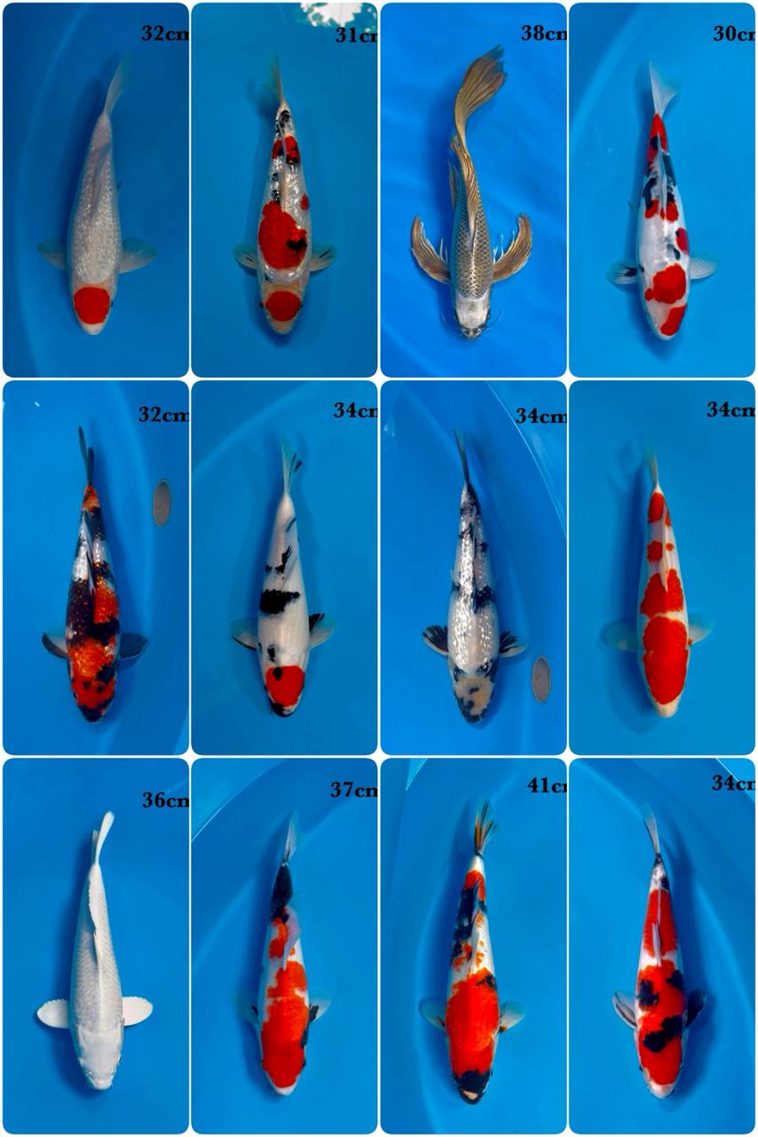 Lelang Koi Online, Jual Beli Ikan Koi, Pasar Koi Terbaik, Agen Lelang Koi, Penawaran Koi Berkualitas, Harga Jual Koi, Lelang Ikan Koi Import, Beli Koi Online, Jual Koi Murah, Koi Showroom, Penjual Koi Terpercaya, Lelang Koi Jakarta, Jual Koi Lokal, Koi Kualitas Unggul, Harga Terbaik Koi, Jual Koi Indukan, Lelang Ikan Hias Koi, Pasar Koi Indonesia, Beli Koi Berkualitas Tinggi, Koi Farm Terbesar, Jual Beli Koi Impor, Lelang Ikan Koi Kualitas Premium, Daftar Harga Koi Terbaru, Pusat Jual Beli Koi, Info Lelang Koi Hari Ini.