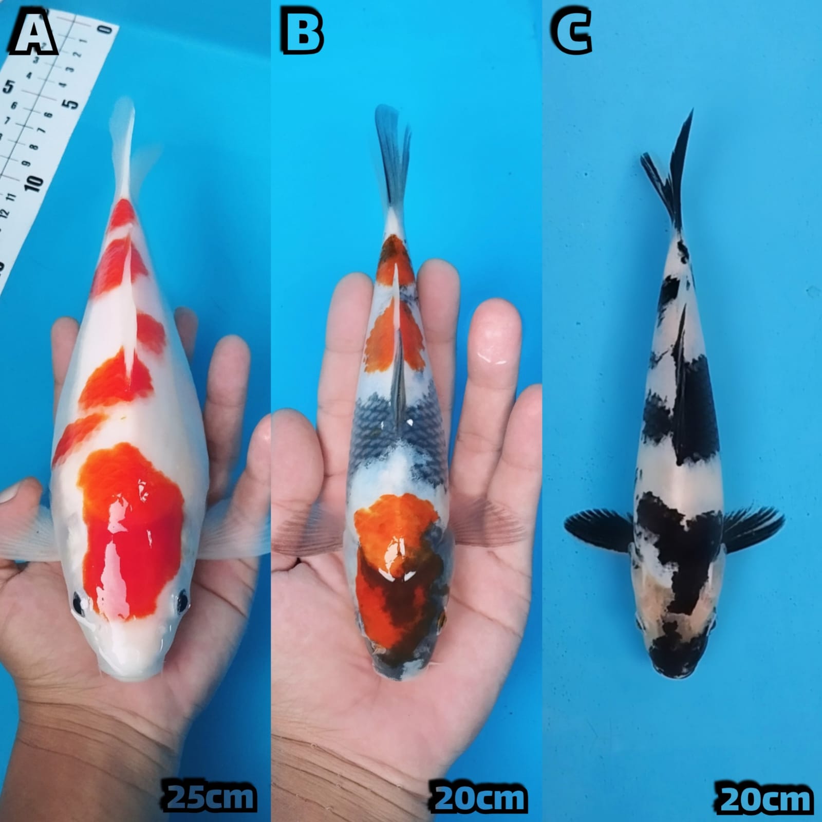 Lelang Koi Online, Jual Beli Ikan Koi, Pasar Koi Terbaik, Agen Lelang Koi, Penawaran Koi Berkualitas, Harga Jual Koi, Lelang Ikan Koi Import, Beli Koi Online, Jual Koi Murah, Koi Showroom, Penjual Koi Terpercaya, Lelang Koi Jakarta, Jual Koi Lokal, Koi Kualitas Unggul, Harga Terbaik Koi, Jual Koi Indukan, Lelang Ikan Hias Koi, Pasar Koi Indonesia, Beli Koi Berkualitas Tinggi, Koi Farm Terbesar, Jual Beli Koi Impor, Lelang Ikan Koi Kualitas Premium, Daftar Harga Koi Terbaru, Pusat Jual Beli Koi, Info Lelang Koi Hari Ini.