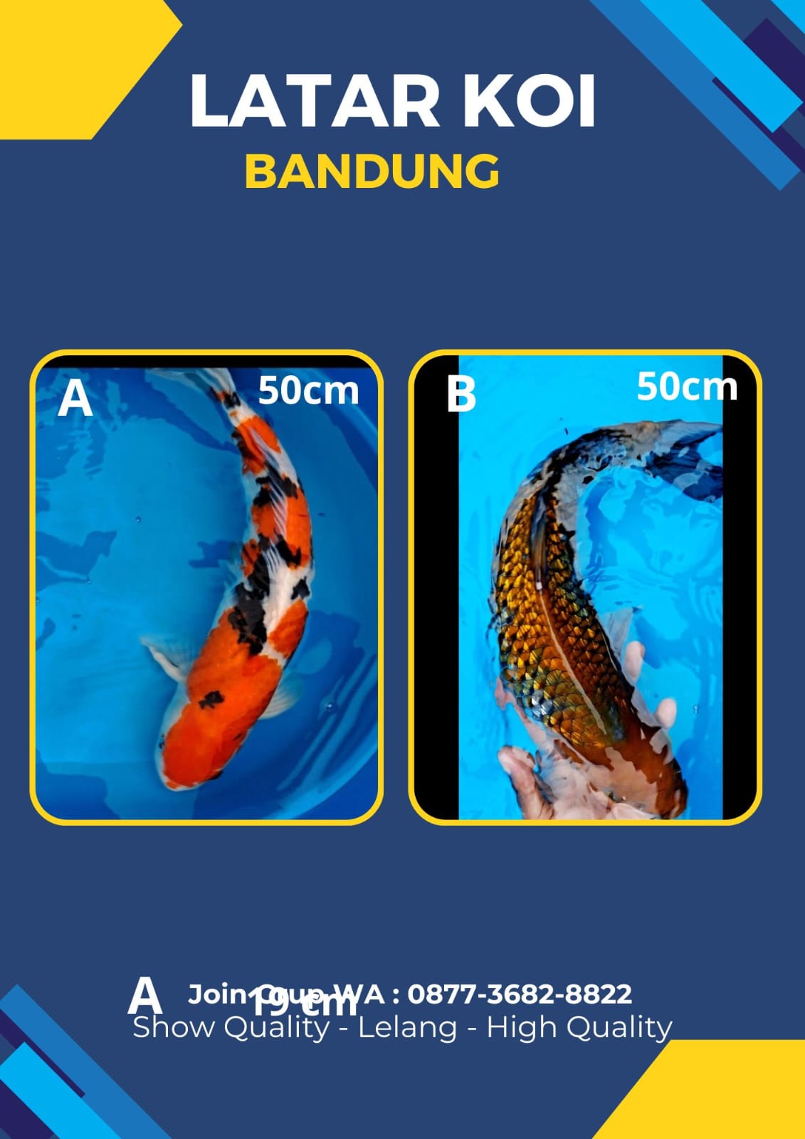 Lelang Koi Online, Jual Beli Ikan Koi, Pasar Koi Terbaik, Agen Lelang Koi, Penawaran Koi Berkualitas, Harga Jual Koi, Lelang Ikan Koi Import, Beli Koi Online, Jual Koi Murah, Koi Showroom, Penjual Koi Terpercaya, Lelang Koi Jakarta, Jual Koi Lokal, Koi Kualitas Unggul, Harga Terbaik Koi, Jual Koi Indukan, Lelang Ikan Hias Koi, Pasar Koi Indonesia, Beli Koi Berkualitas Tinggi, Koi Farm Terbesar, Jual Beli Koi Impor, Lelang Ikan Koi Kualitas Premium, Daftar Harga Koi Terbaru, Pusat Jual Beli Koi, Info Lelang Koi Hari Ini.