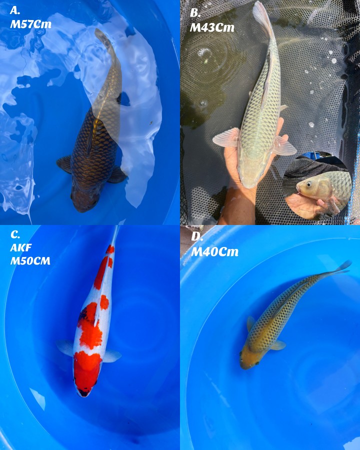 Lelang Koi Online, Jual Beli Ikan Koi, Pasar Koi Terbaik, Agen Lelang Koi, Penawaran Koi Berkualitas, Harga Jual Koi, Lelang Ikan Koi Import, Beli Koi Online, Jual Koi Murah, Koi Showroom, Penjual Koi Terpercaya, Lelang Koi Jakarta, Jual Koi Lokal, Koi Kualitas Unggul, Harga Terbaik Koi, Jual Koi Indukan, Lelang Ikan Hias Koi, Pasar Koi Indonesia, Beli Koi Berkualitas Tinggi, Koi Farm Terbesar, Jual Beli Koi Impor, Lelang Ikan Koi Kualitas Premium, Daftar Harga Koi Terbaru, Pusat Jual Beli Koi, Info Lelang Koi Hari Ini.