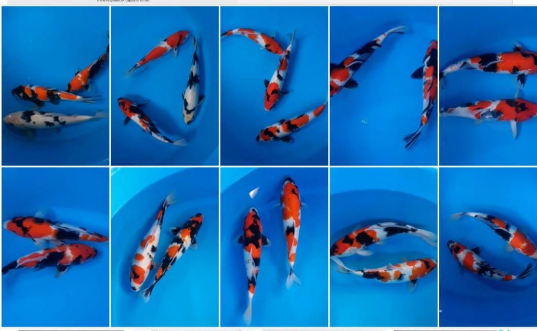 Lelang Koi Online, Jual Beli Ikan Koi, Pasar Koi Terbaik, Agen Lelang Koi, Penawaran Koi Berkualitas, Harga Jual Koi, Lelang Ikan Koi Import, Beli Koi Online, Jual Koi Murah, Koi Showroom, Penjual Koi Terpercaya, Lelang Koi Jakarta, Jual Koi Lokal, Koi Kualitas Unggul, Harga Terbaik Koi, Jual Koi Indukan, Lelang Ikan Hias Koi, Pasar Koi Indonesia, Beli Koi Berkualitas Tinggi, Koi Farm Terbesar, Jual Beli Koi Impor, Lelang Ikan Koi Kualitas Premium, Daftar Harga Koi Terbaru, Pusat Jual Beli Koi, Info Lelang Koi Hari Ini.
