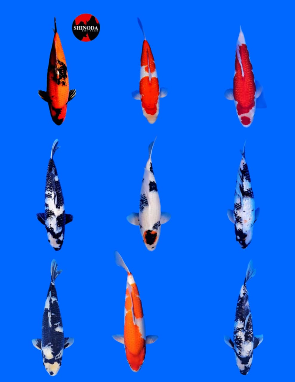 Lelang Koi Online, Jual Beli Ikan Koi, Pasar Koi Terbaik, Agen Lelang Koi, Penawaran Koi Berkualitas, Harga Jual Koi, Lelang Ikan Koi Import, Beli Koi Online, Jual Koi Murah, Koi Showroom, Penjual Koi Terpercaya, Lelang Koi Jakarta, Jual Koi Lokal, Koi Kualitas Unggul, Harga Terbaik Koi, Jual Koi Indukan, Lelang Ikan Hias Koi, Pasar Koi Indonesia, Beli Koi Berkualitas Tinggi, Koi Farm Terbesar, Jual Beli Koi Impor, Lelang Ikan Koi Kualitas Premium, Daftar Harga Koi Terbaru, Pusat Jual Beli Koi, Info Lelang Koi Hari Ini.