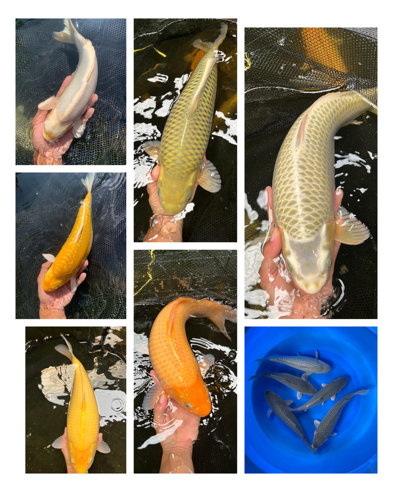 Lelang Koi Online, Jual Beli Ikan Koi, Pasar Koi Terbaik, Agen Lelang Koi, Penawaran Koi Berkualitas, Harga Jual Koi, Lelang Ikan Koi Import, Beli Koi Online, Jual Koi Murah, Koi Showroom, Penjual Koi Terpercaya, Lelang Koi Jakarta, Jual Koi Lokal, Koi Kualitas Unggul, Harga Terbaik Koi, Jual Koi Indukan, Lelang Ikan Hias Koi, Pasar Koi Indonesia, Beli Koi Berkualitas Tinggi, Koi Farm Terbesar, Jual Beli Koi Impor, Lelang Ikan Koi Kualitas Premium, Daftar Harga Koi Terbaru, Pusat Jual Beli Koi, Info Lelang Koi Hari Ini.