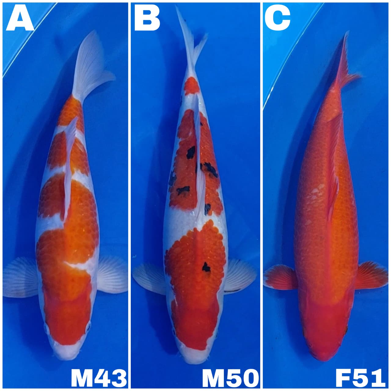 Lelang Koi Online, Jual Beli Ikan Koi, Pasar Koi Terbaik, Agen Lelang Koi, Penawaran Koi Berkualitas, Harga Jual Koi, Lelang Ikan Koi Import, Beli Koi Online, Jual Koi Murah, Koi Showroom, Penjual Koi Terpercaya, Lelang Koi Jakarta, Jual Koi Lokal, Koi Kualitas Unggul, Harga Terbaik Koi, Jual Koi Indukan, Lelang Ikan Hias Koi, Pasar Koi Indonesia, Beli Koi Berkualitas Tinggi, Koi Farm Terbesar, Jual Beli Koi Impor, Lelang Ikan Koi Kualitas Premium, Daftar Harga Koi Terbaru, Pusat Jual Beli Koi, Info Lelang Koi Hari Ini.