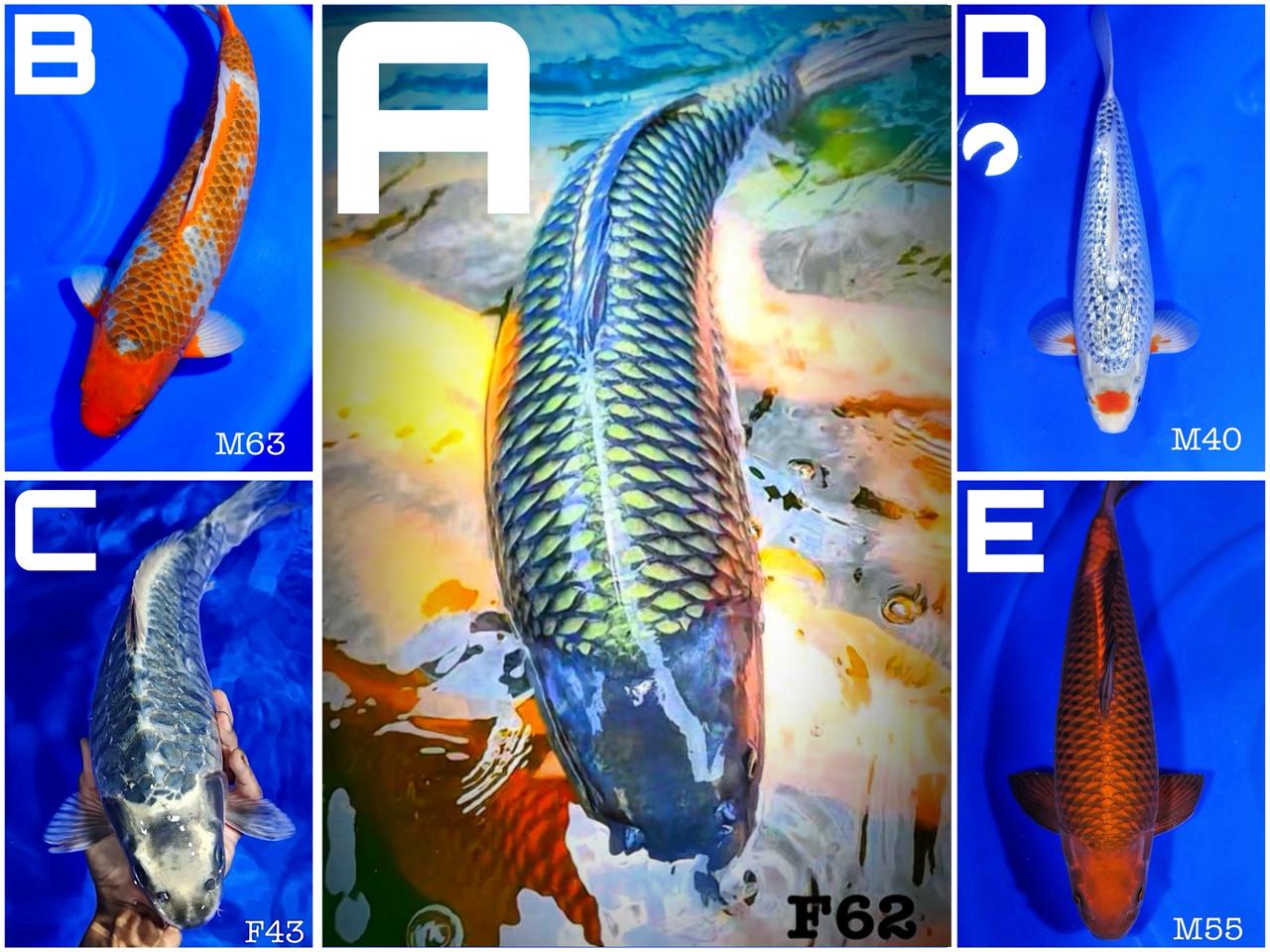 Lelang Koi Online, Jual Beli Ikan Koi, Pasar Koi Terbaik, Agen Lelang Koi, Penawaran Koi Berkualitas, Harga Jual Koi, Lelang Ikan Koi Import, Beli Koi Online, Jual Koi Murah, Koi Showroom, Penjual Koi Terpercaya, Lelang Koi Jakarta, Jual Koi Lokal, Koi Kualitas Unggul, Harga Terbaik Koi, Jual Koi Indukan, Lelang Ikan Hias Koi, Pasar Koi Indonesia, Beli Koi Berkualitas Tinggi, Koi Farm Terbesar, Jual Beli Koi Impor, Lelang Ikan Koi Kualitas Premium, Daftar Harga Koi Terbaru, Pusat Jual Beli Koi, Info Lelang Koi Hari Ini.