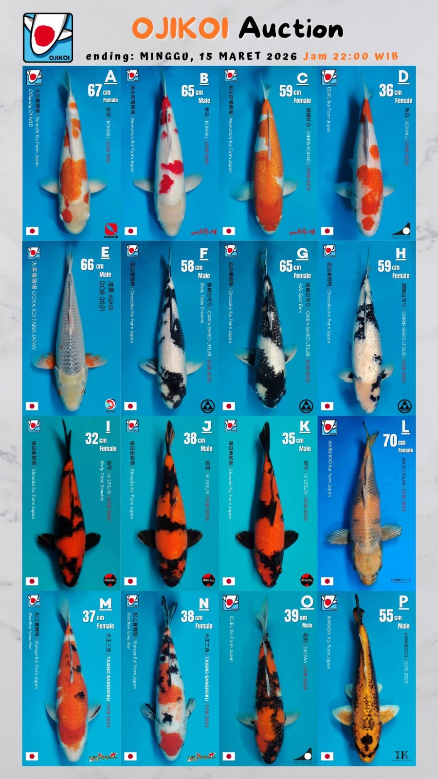 Lelang Koi Online, Jual Beli Ikan Koi, Pasar Koi Terbaik, Agen Lelang Koi, Penawaran Koi Berkualitas, Harga Jual Koi, Lelang Ikan Koi Import, Beli Koi Online, Jual Koi Murah, Koi Showroom, Penjual Koi Terpercaya, Lelang Koi Jakarta, Jual Koi Lokal, Koi Kualitas Unggul, Harga Terbaik Koi, Jual Koi Indukan, Lelang Ikan Hias Koi, Pasar Koi Indonesia, Beli Koi Berkualitas Tinggi, Koi Farm Terbesar, Jual Beli Koi Impor, Lelang Ikan Koi Kualitas Premium, Daftar Harga Koi Terbaru, Pusat Jual Beli Koi, Info Lelang Koi Hari Ini.