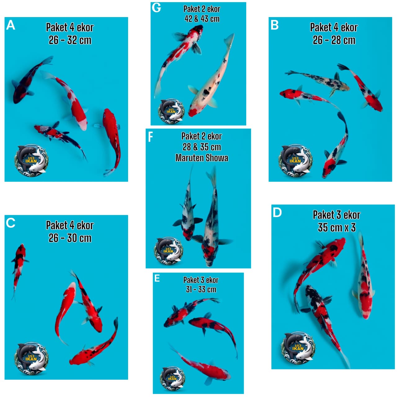 Lelang Koi Online, Jual Beli Ikan Koi, Pasar Koi Terbaik, Agen Lelang Koi, Penawaran Koi Berkualitas, Harga Jual Koi, Lelang Ikan Koi Import, Beli Koi Online, Jual Koi Murah, Koi Showroom, Penjual Koi Terpercaya, Lelang Koi Jakarta, Jual Koi Lokal, Koi Kualitas Unggul, Harga Terbaik Koi, Jual Koi Indukan, Lelang Ikan Hias Koi, Pasar Koi Indonesia, Beli Koi Berkualitas Tinggi, Koi Farm Terbesar, Jual Beli Koi Impor, Lelang Ikan Koi Kualitas Premium, Daftar Harga Koi Terbaru, Pusat Jual Beli Koi, Info Lelang Koi Hari Ini.