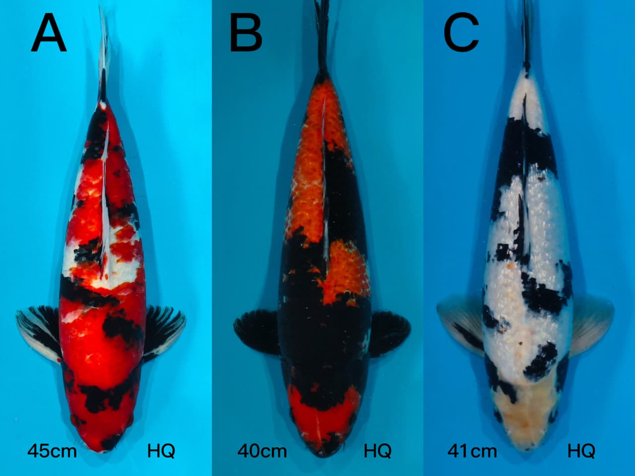 Lelang Koi Online, Jual Beli Ikan Koi, Pasar Koi Terbaik, Agen Lelang Koi, Penawaran Koi Berkualitas, Harga Jual Koi, Lelang Ikan Koi Import, Beli Koi Online, Jual Koi Murah, Koi Showroom, Penjual Koi Terpercaya, Lelang Koi Jakarta, Jual Koi Lokal, Koi Kualitas Unggul, Harga Terbaik Koi, Jual Koi Indukan, Lelang Ikan Hias Koi, Pasar Koi Indonesia, Beli Koi Berkualitas Tinggi, Koi Farm Terbesar, Jual Beli Koi Impor, Lelang Ikan Koi Kualitas Premium, Daftar Harga Koi Terbaru, Pusat Jual Beli Koi, Info Lelang Koi Hari Ini.