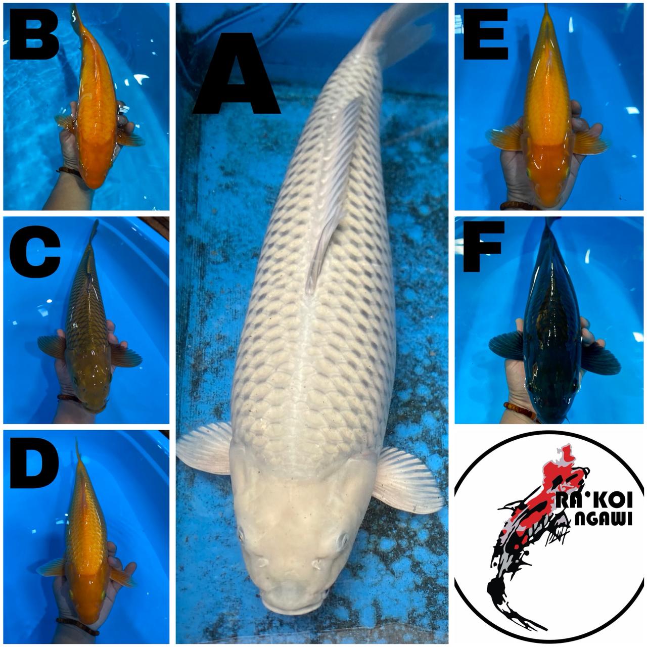Lelang Koi Online, Jual Beli Ikan Koi, Pasar Koi Terbaik, Agen Lelang Koi, Penawaran Koi Berkualitas, Harga Jual Koi, Lelang Ikan Koi Import, Beli Koi Online, Jual Koi Murah, Koi Showroom, Penjual Koi Terpercaya, Lelang Koi Jakarta, Jual Koi Lokal, Koi Kualitas Unggul, Harga Terbaik Koi, Jual Koi Indukan, Lelang Ikan Hias Koi, Pasar Koi Indonesia, Beli Koi Berkualitas Tinggi, Koi Farm Terbesar, Jual Beli Koi Impor, Lelang Ikan Koi Kualitas Premium, Daftar Harga Koi Terbaru, Pusat Jual Beli Koi, Info Lelang Koi Hari Ini.
